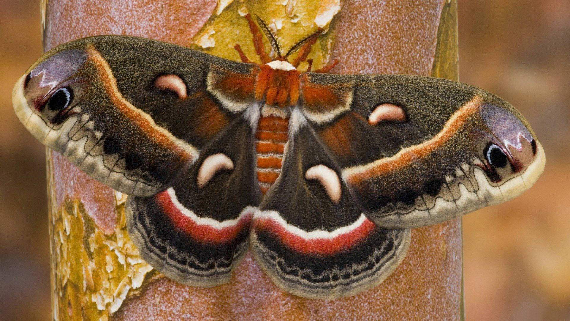 Moth Black Aesthetic On Tree Background