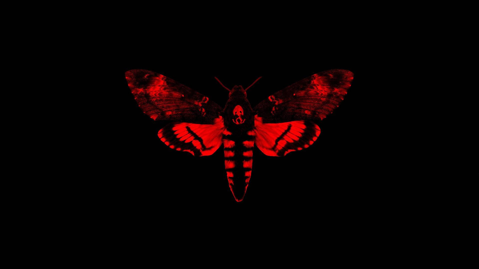 Moth Black And Red Artwork