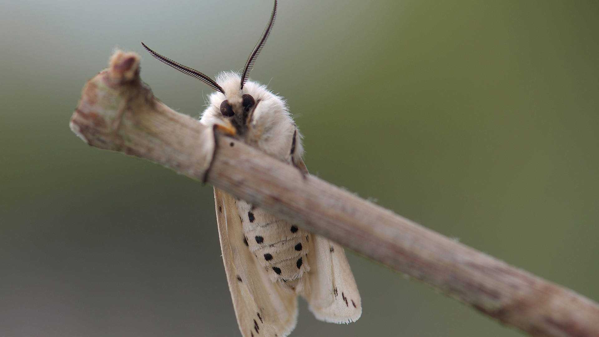 Moth Black And White Pattern On Branch