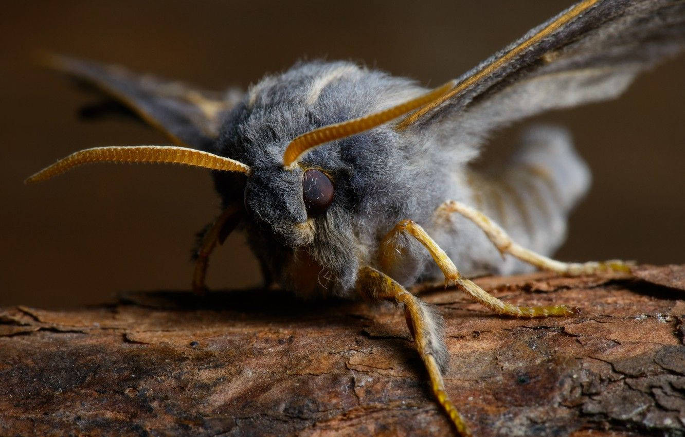 Moth Black And Yellow On Branch Background