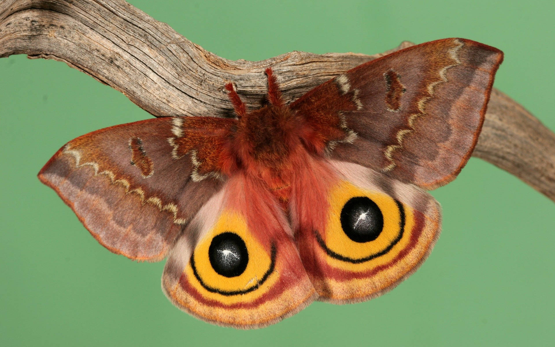 Moth Brown Mimicry On Branch