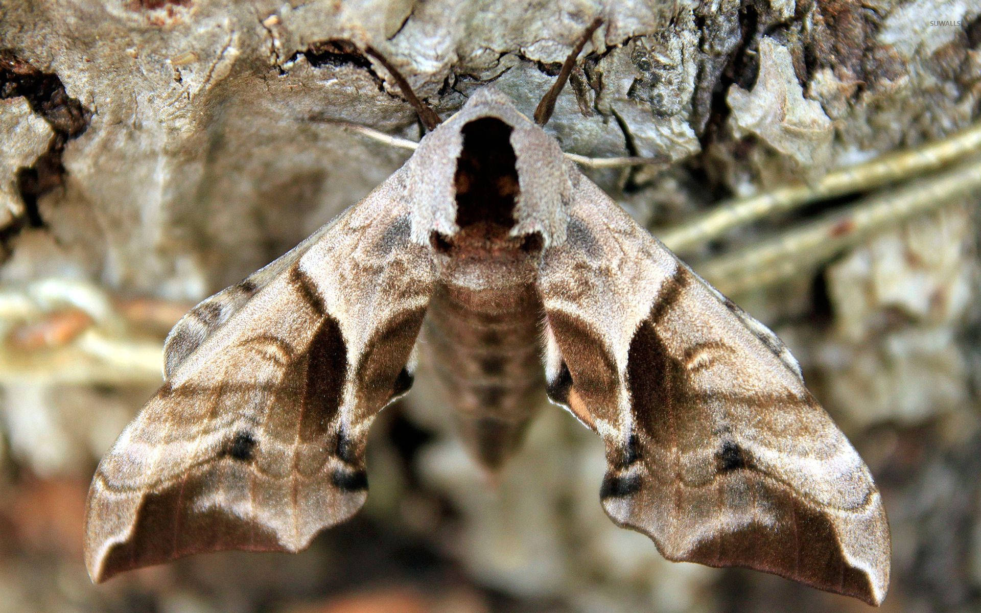 Moth Brown On Cave