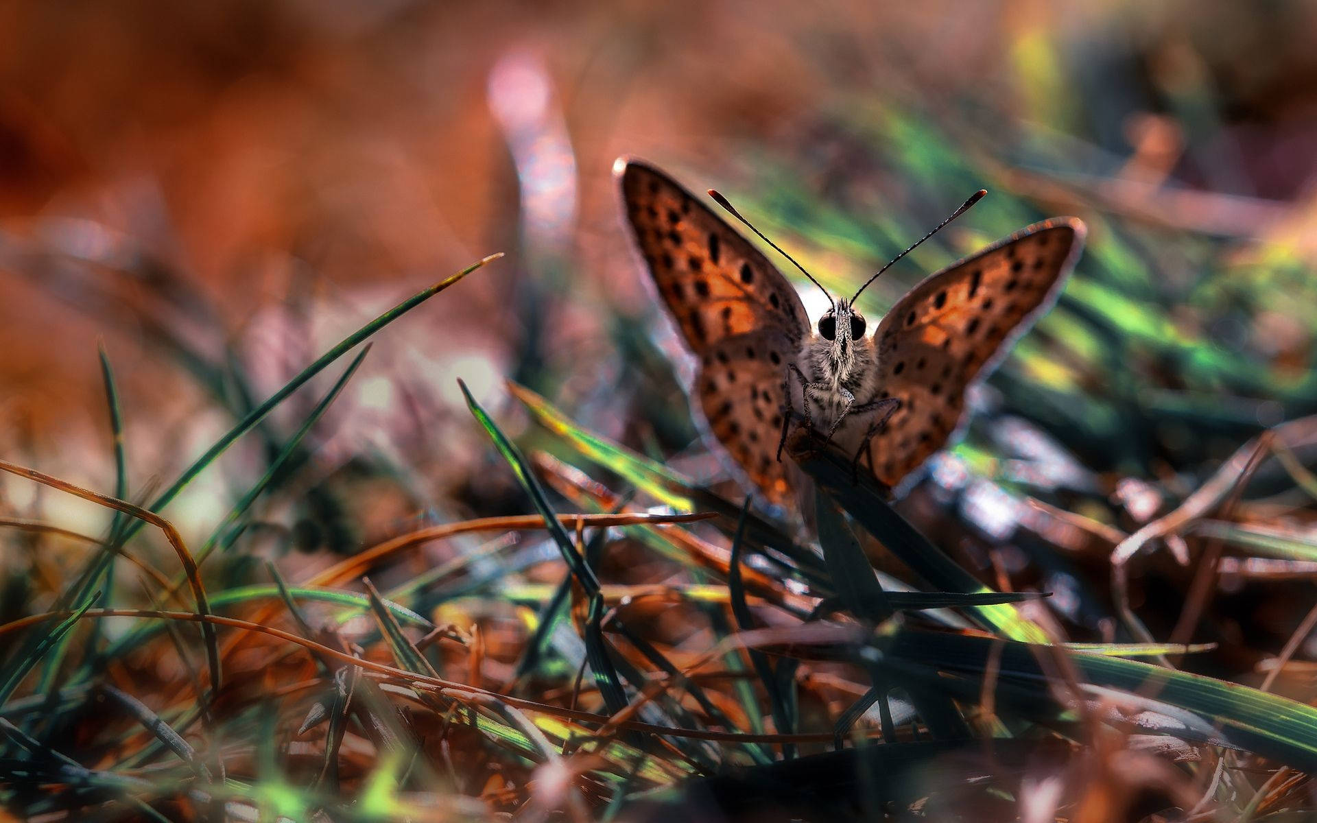 Moth Brown On Grass