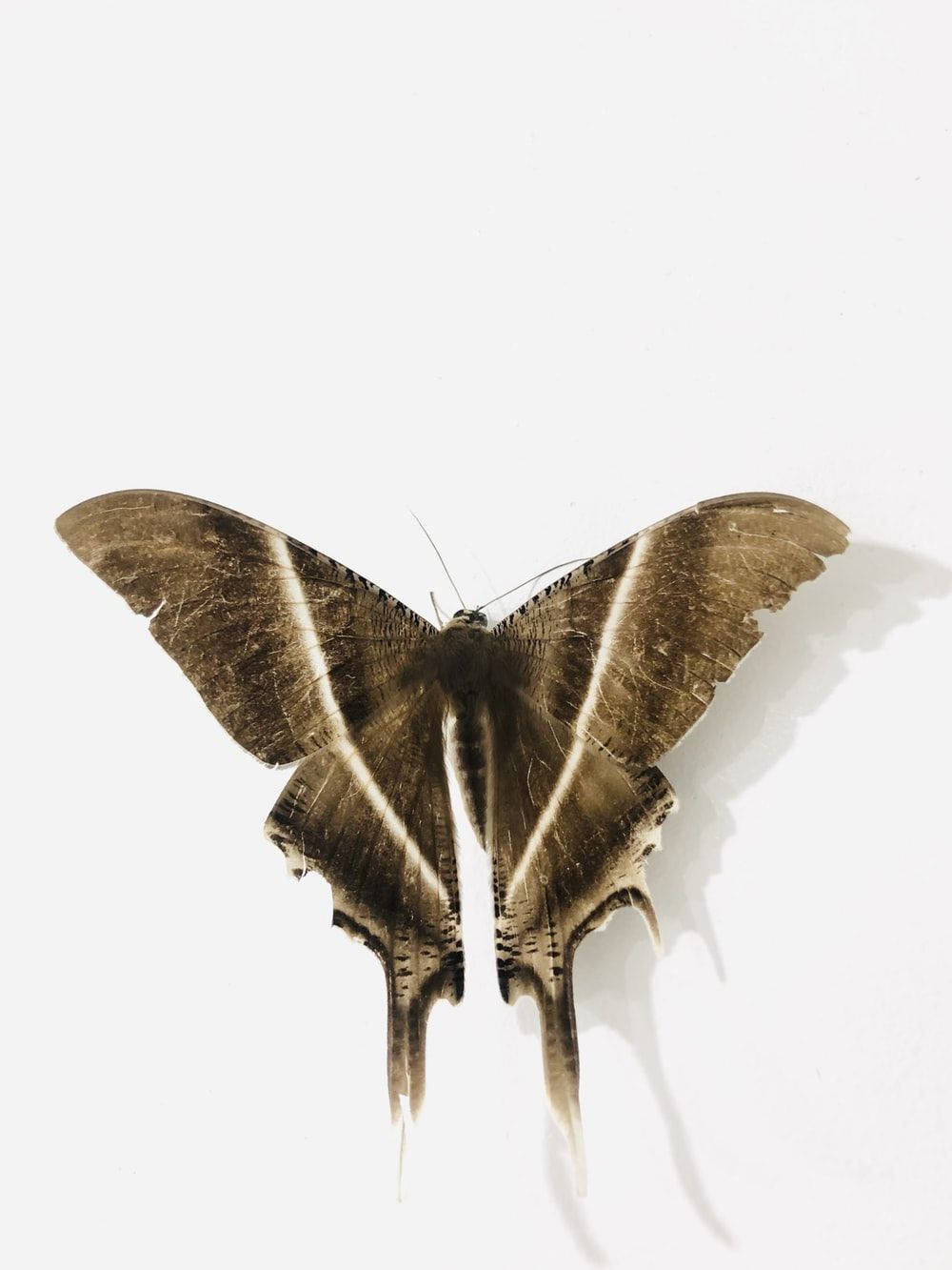 Moth Brown On Plain White Background