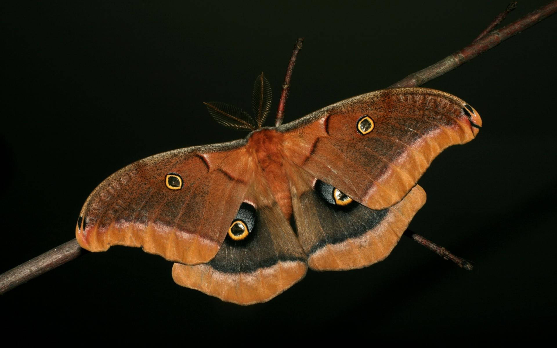 Moth Brown On Thin Branch