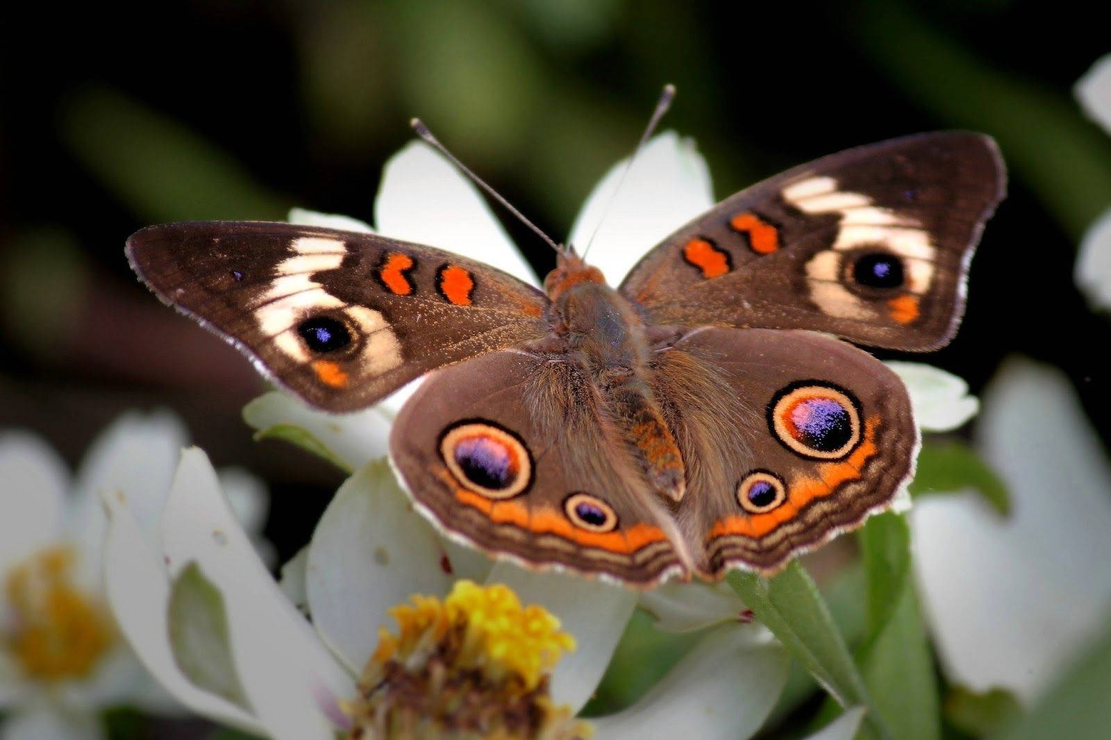 Moth Brown With Cool Patterns On White Flower