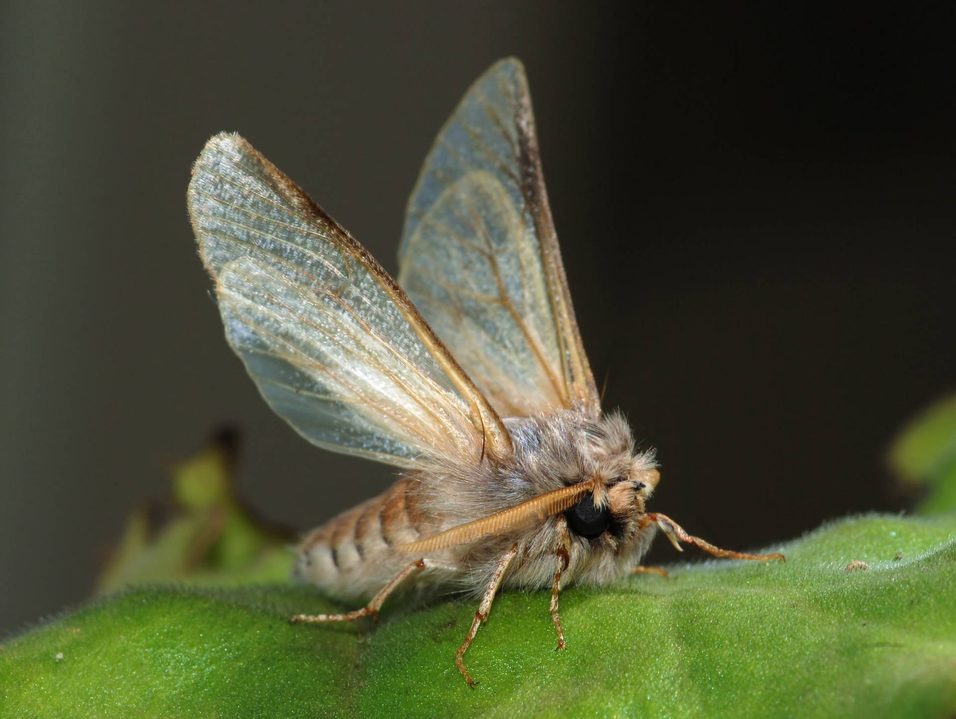 Moth Clear Wings On Leaf