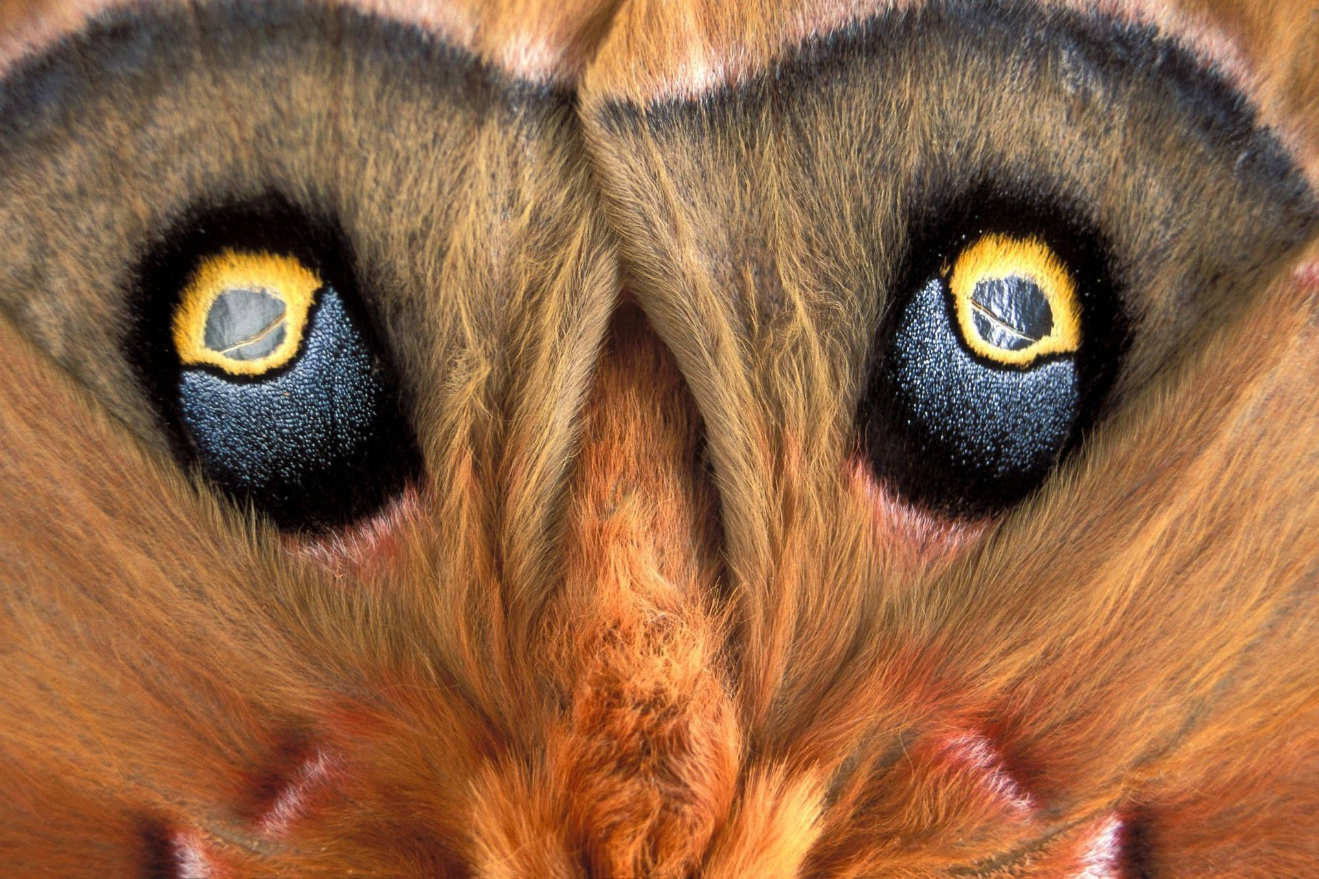 Moth Eyes Close-up Black And Yellow Background