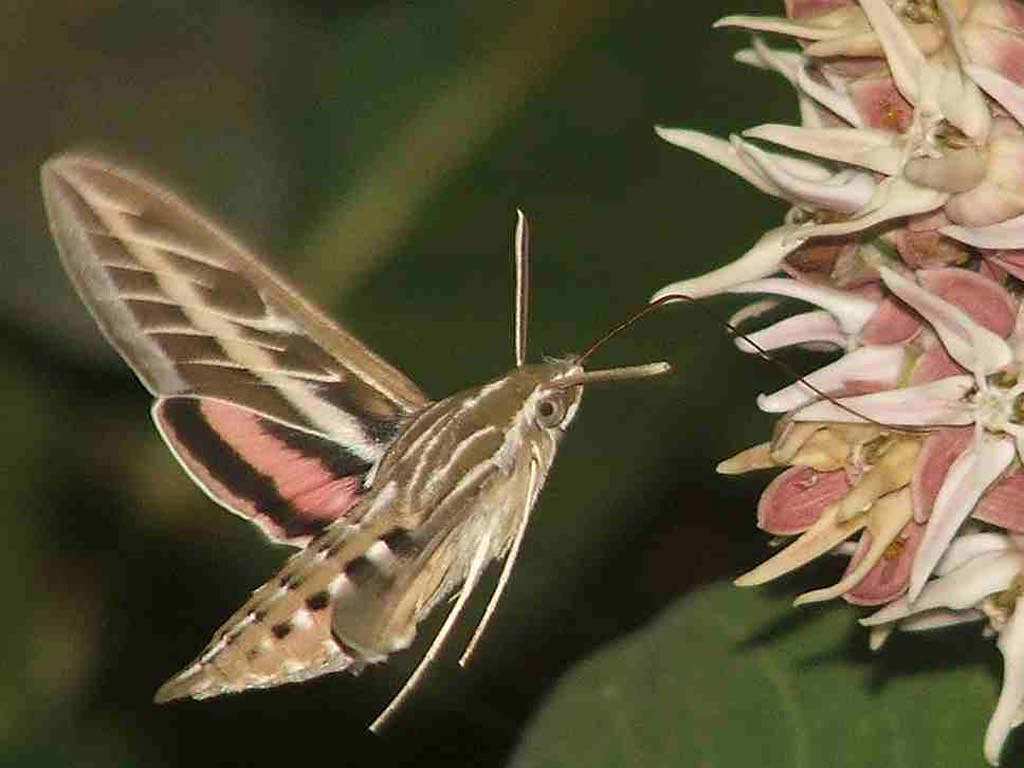 Moth Flying Next To Pink Flowers Background