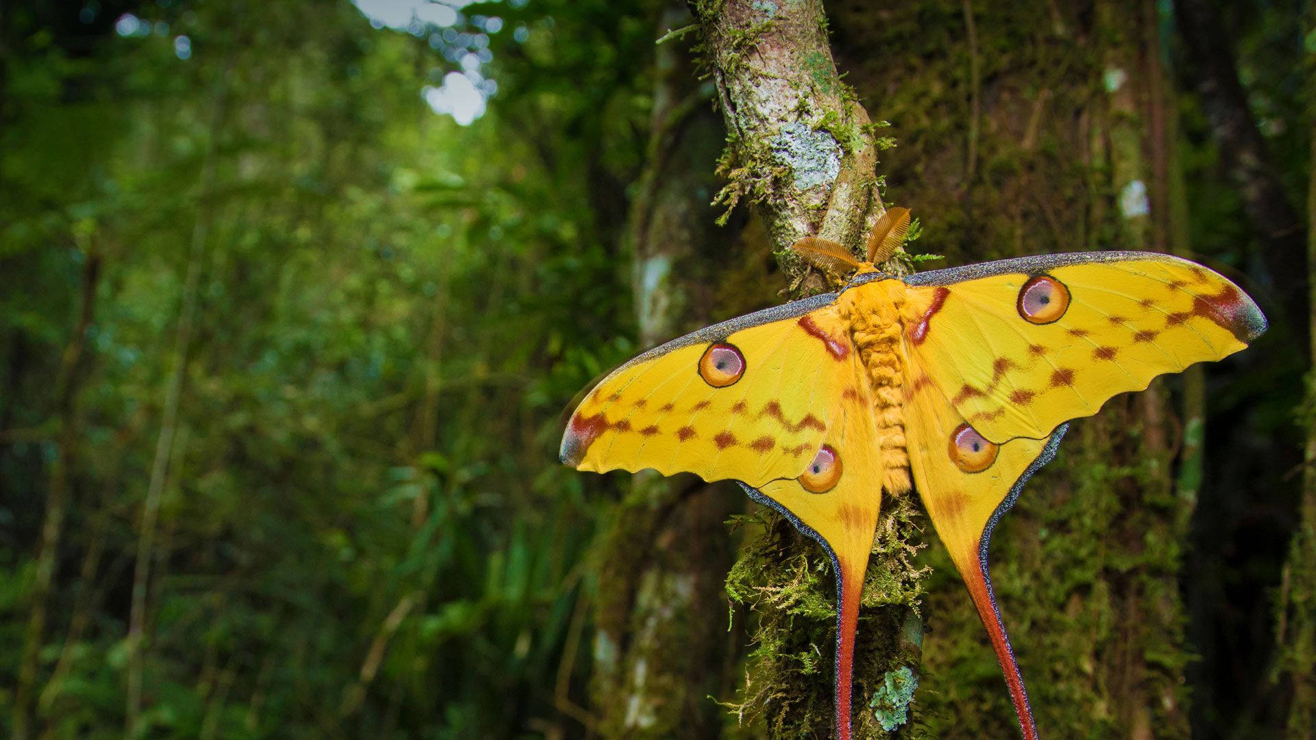 Moth Giant Yellow On Tree