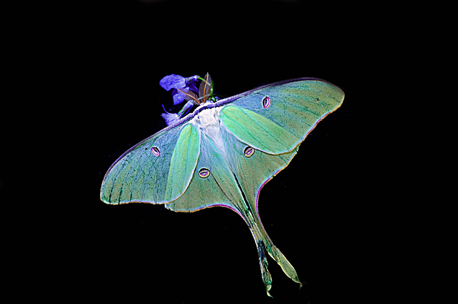 Moth Glowing On Black Background