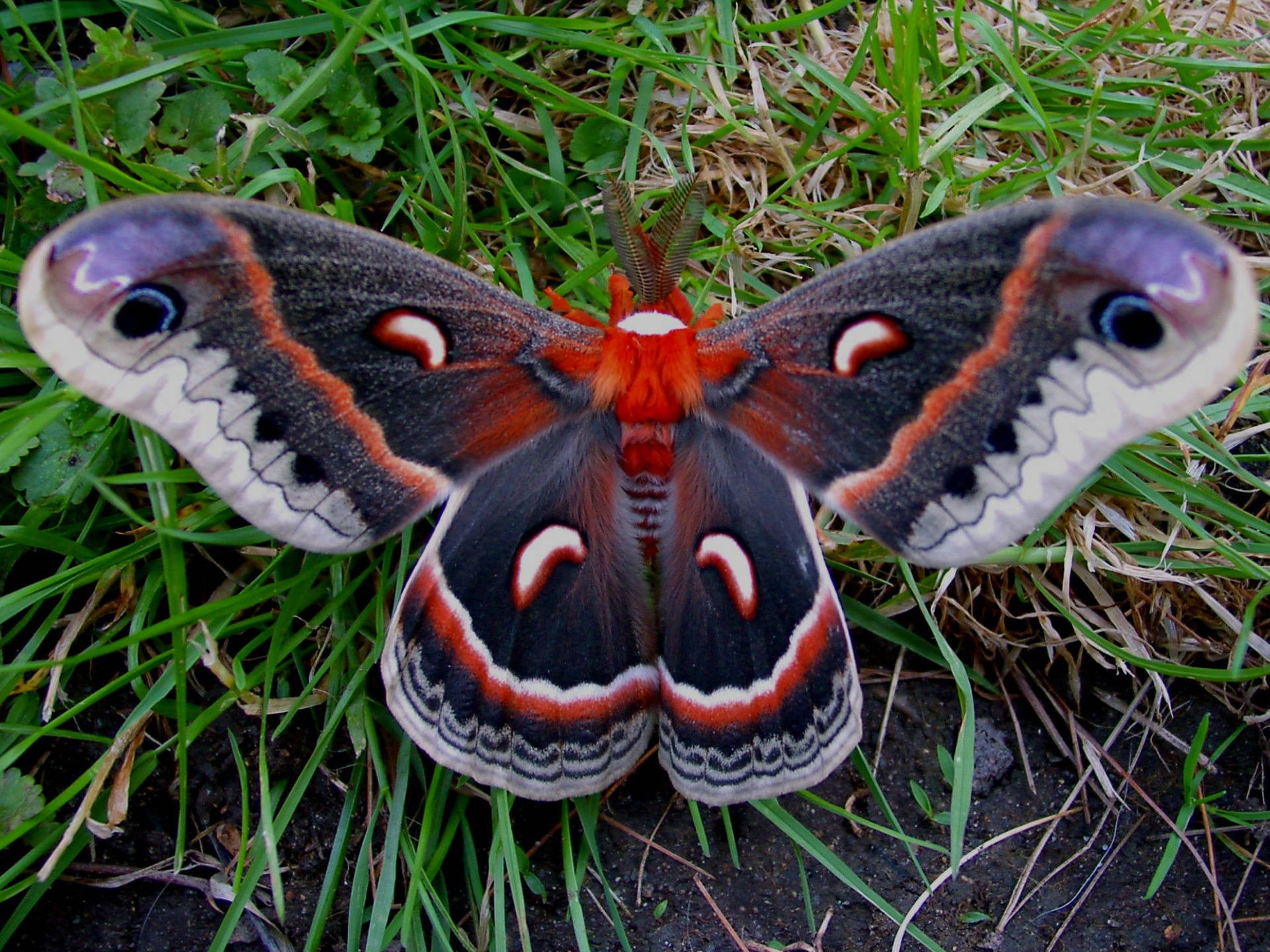 Moth Green And Red On Grass