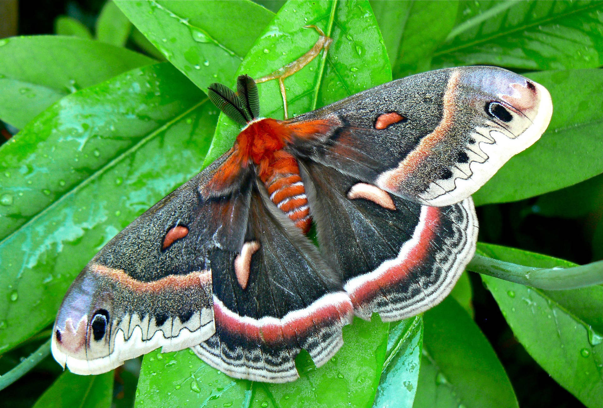 Moth Green And Red On Leaves Top View Background