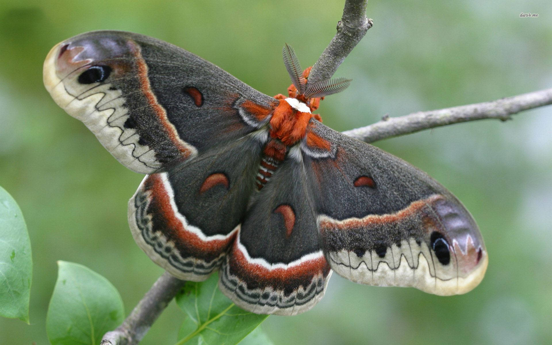 Moth Green And Red Wings On Branch