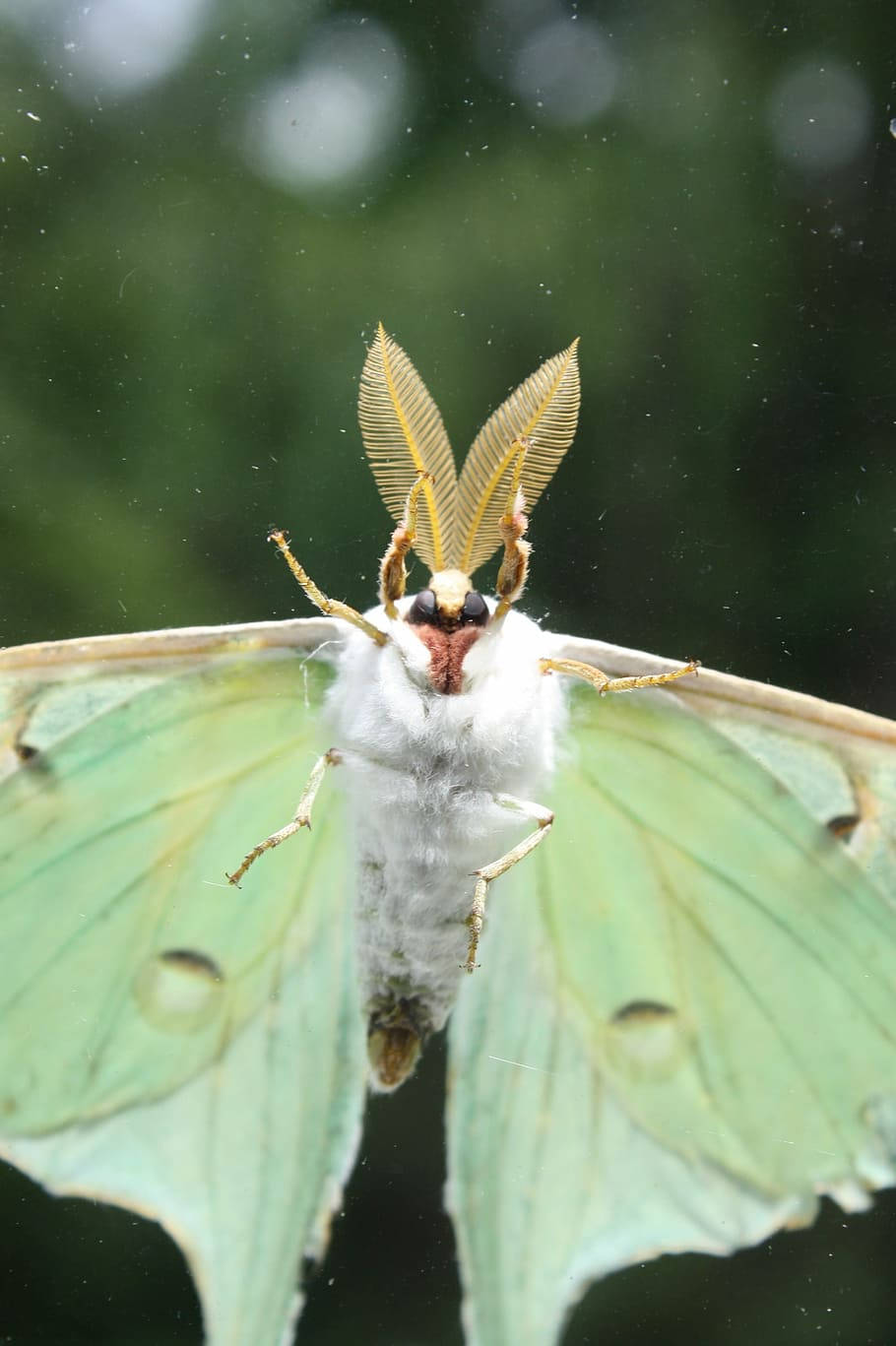 Moth Green And White Flying Background