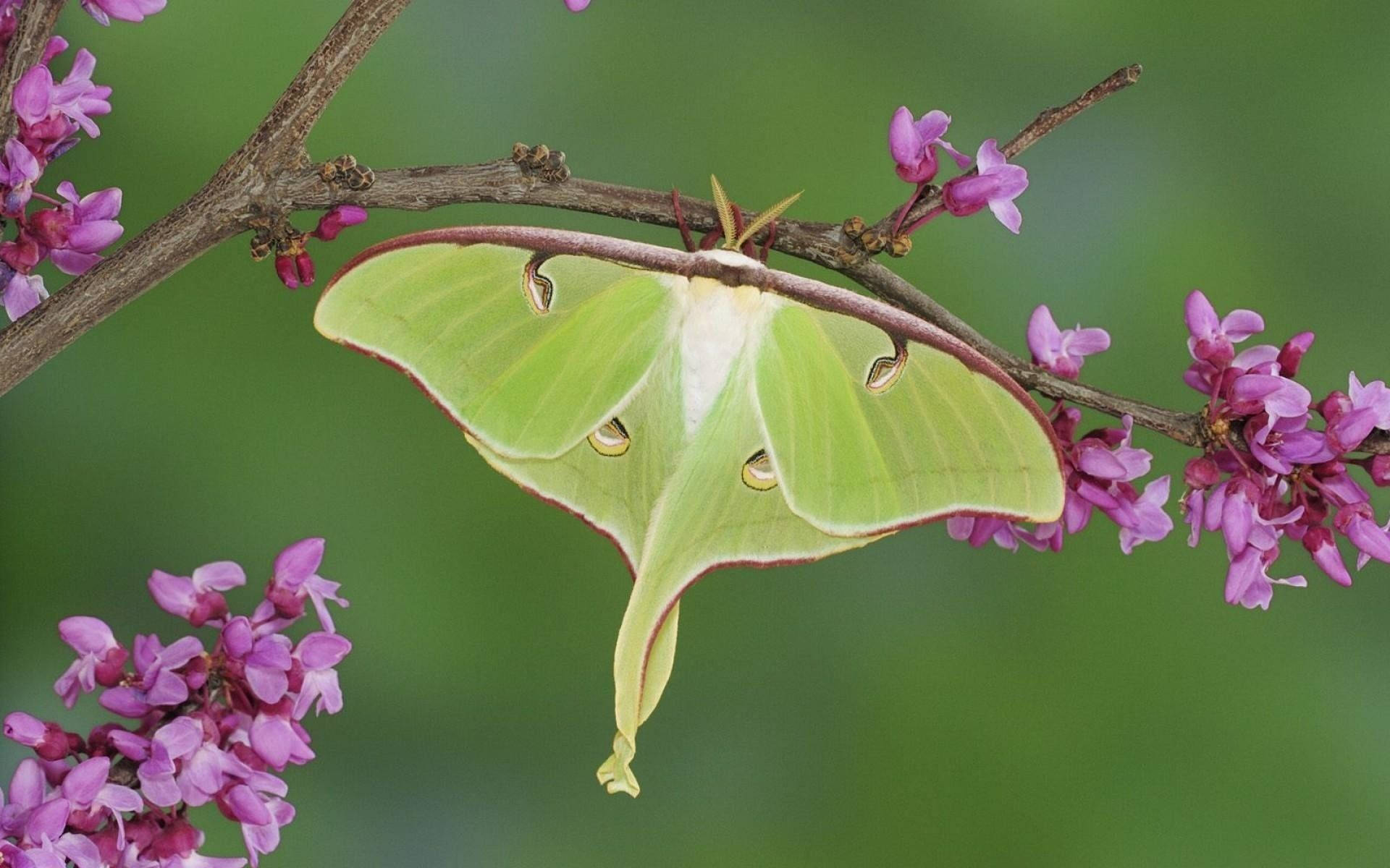 Moth Green Leaf Mimicry Pink Petals Background