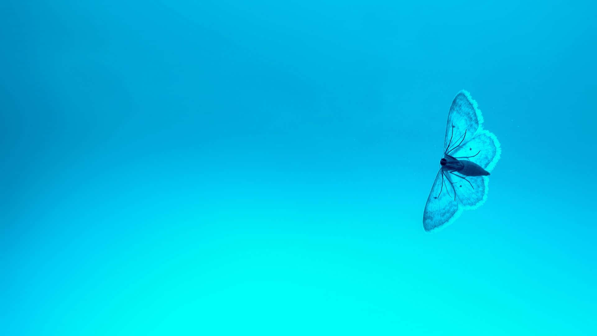 Moth Insect Blue Pc Background