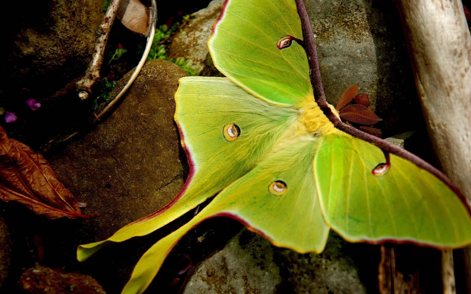 Moth Mimicry Green Aesthetic Leaf Background