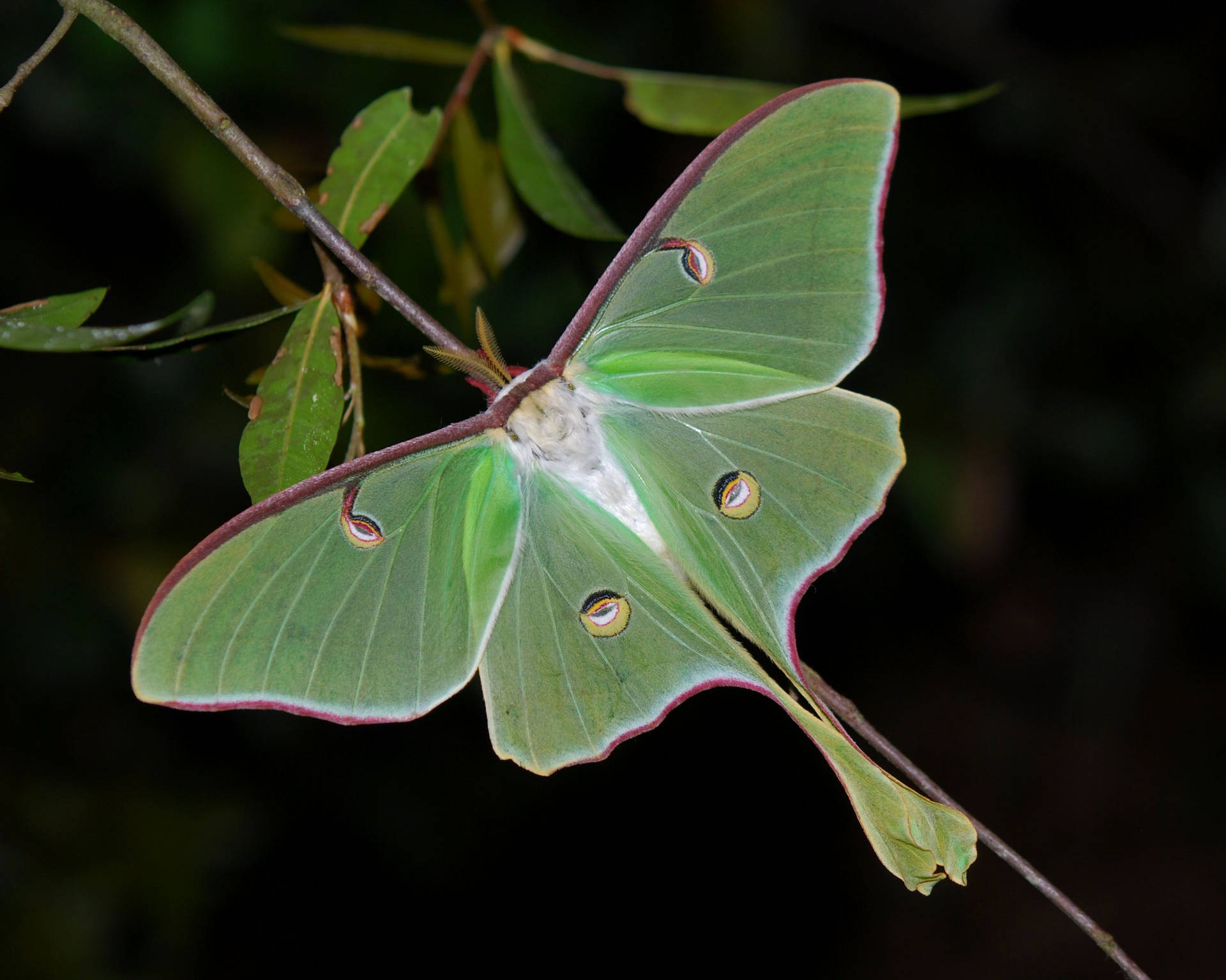 Moth Mimicry Next To Leaves