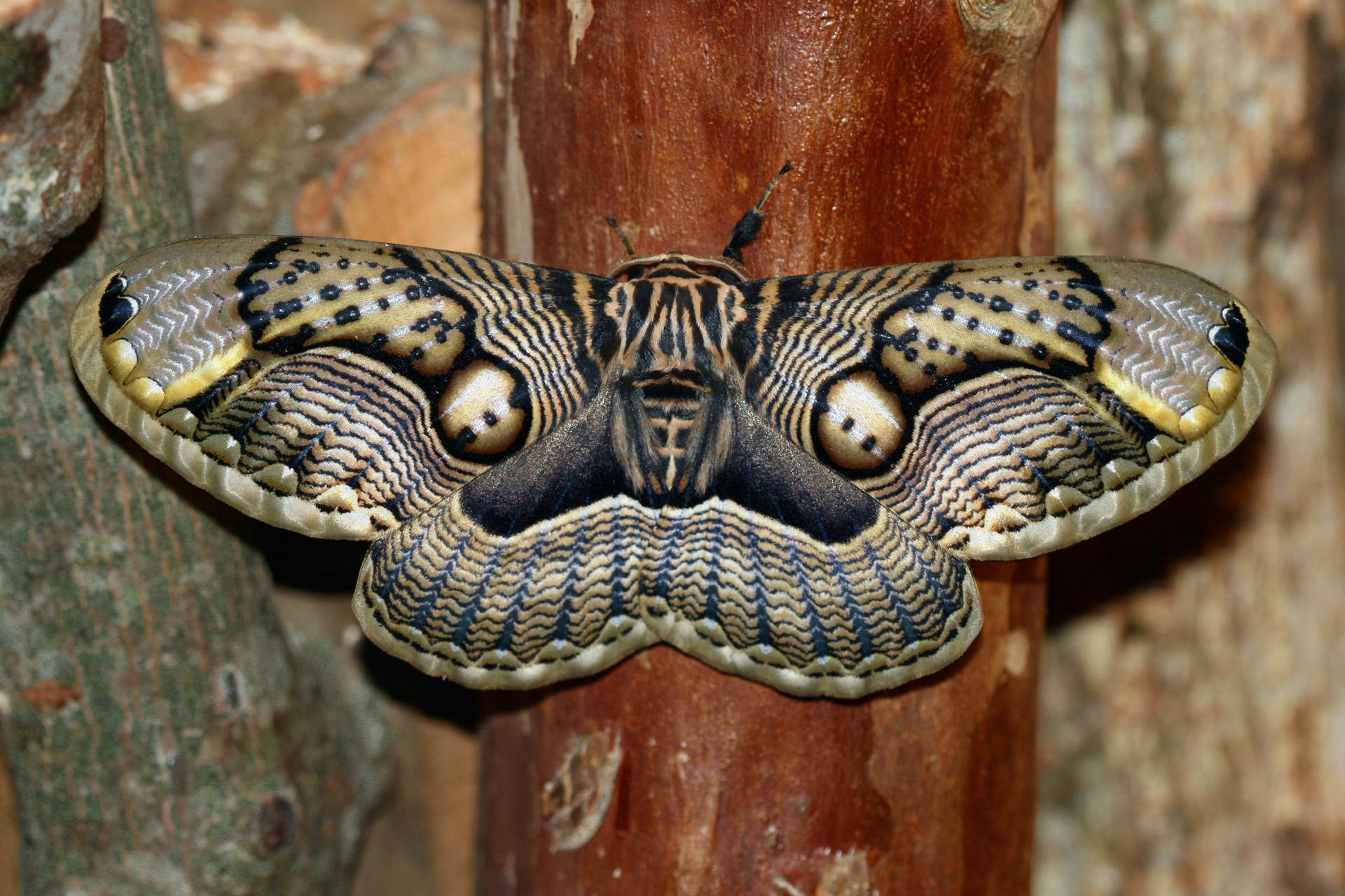 Moth Mimicry On Brown Wooden Post