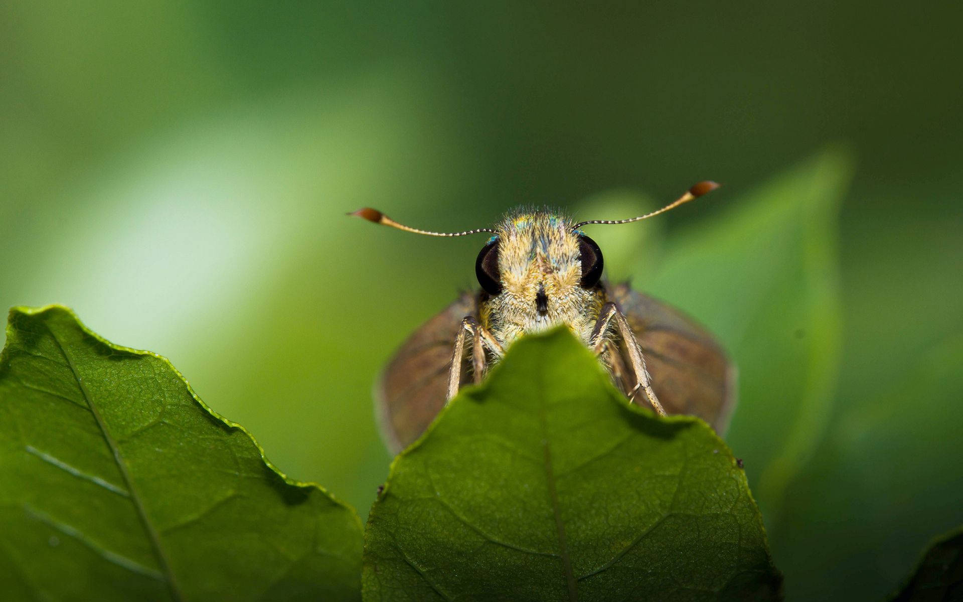 Moth On Green Aesthetic Leaves