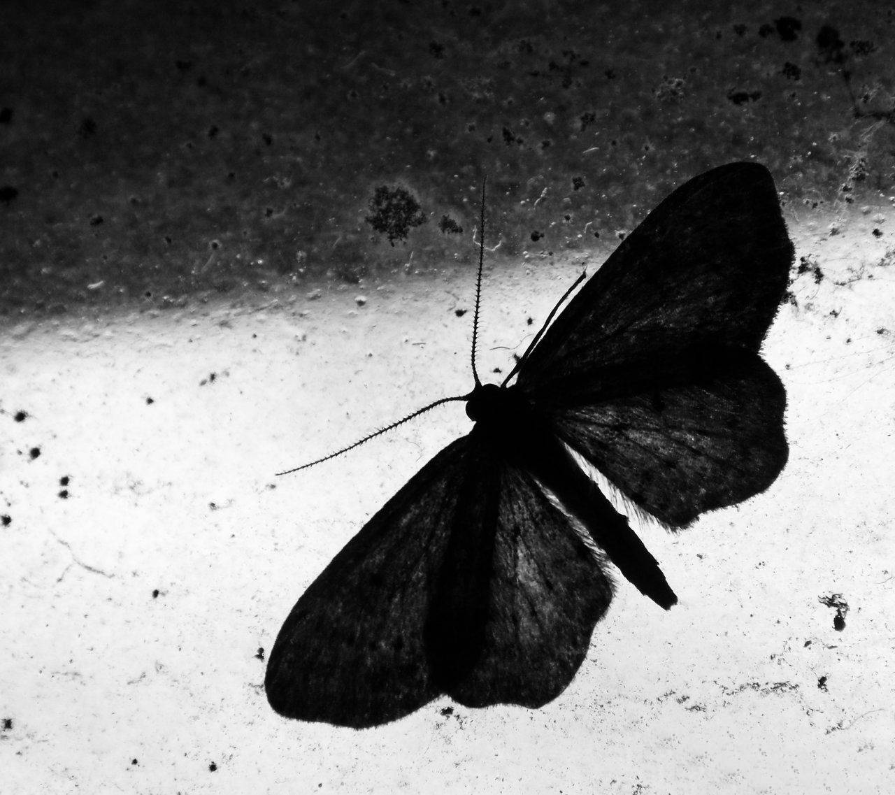 Moth On Window Black And White