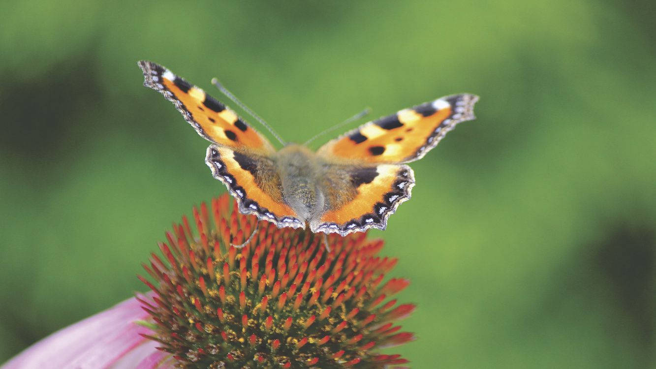 Moth Orange And Black On Flower Background