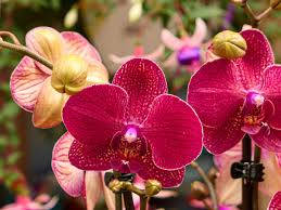 Moth Orchid Variety Background