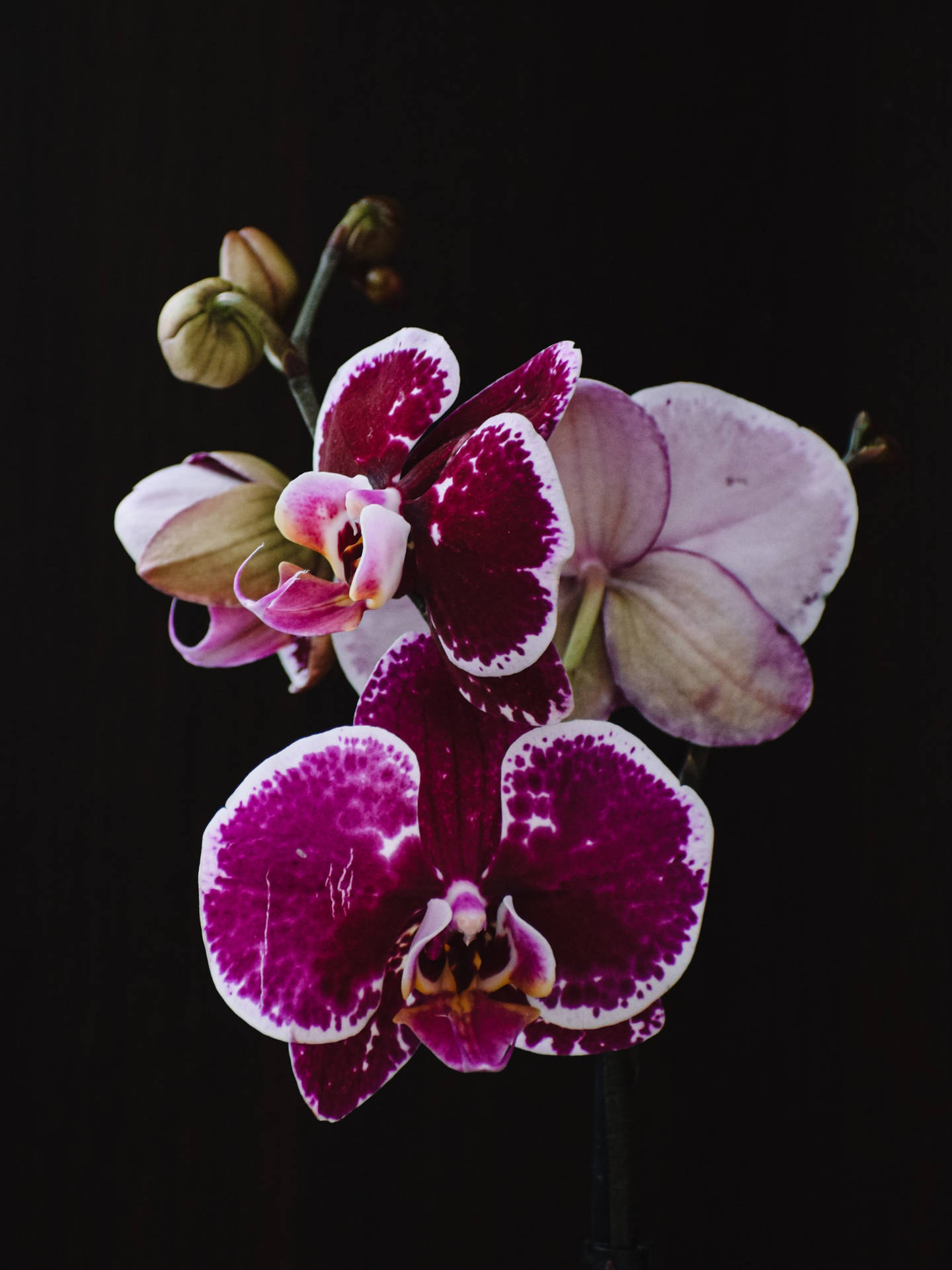 Moth Orchids Dark Purple Iphone Background