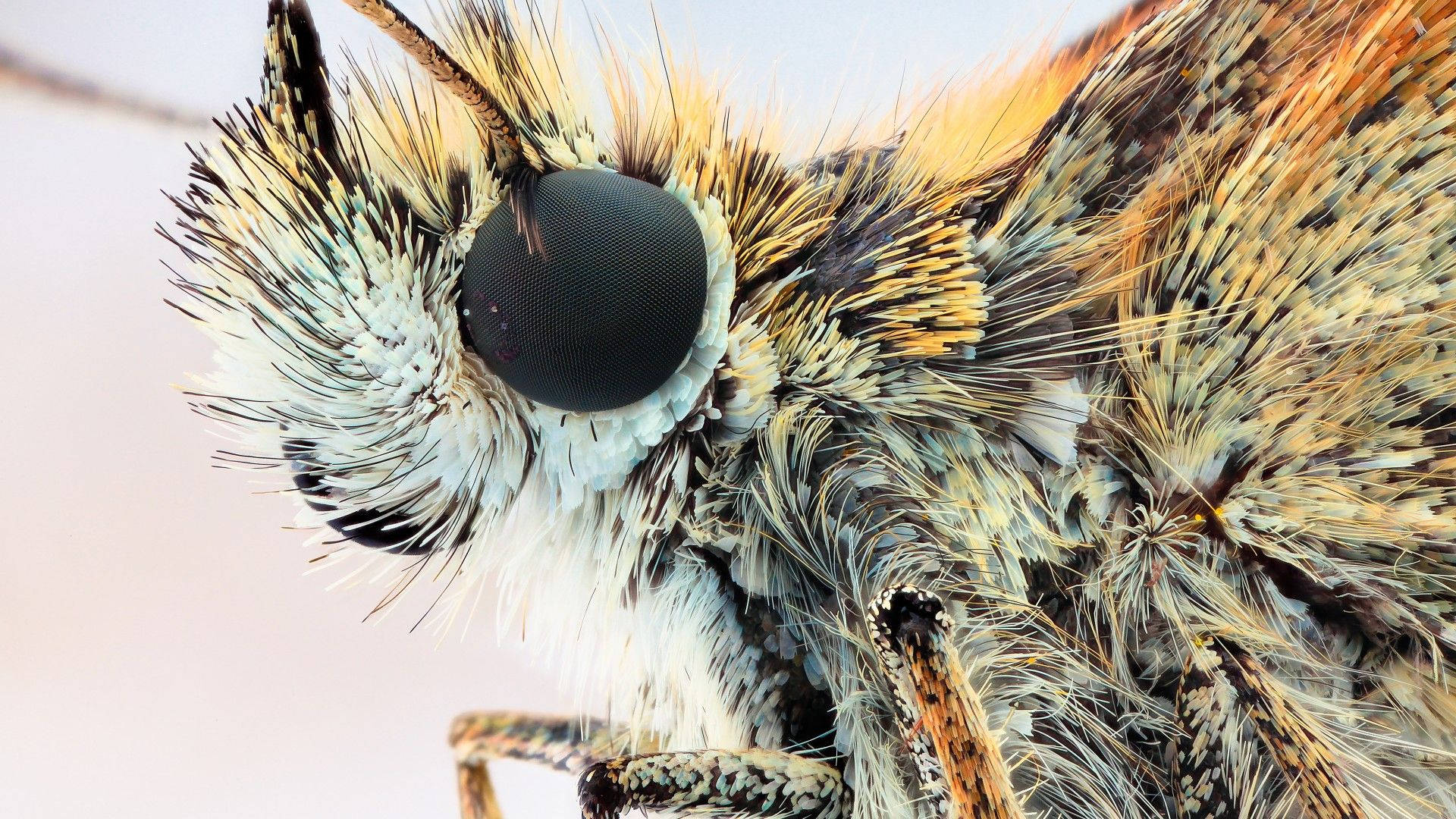 Moth Side View Close-up