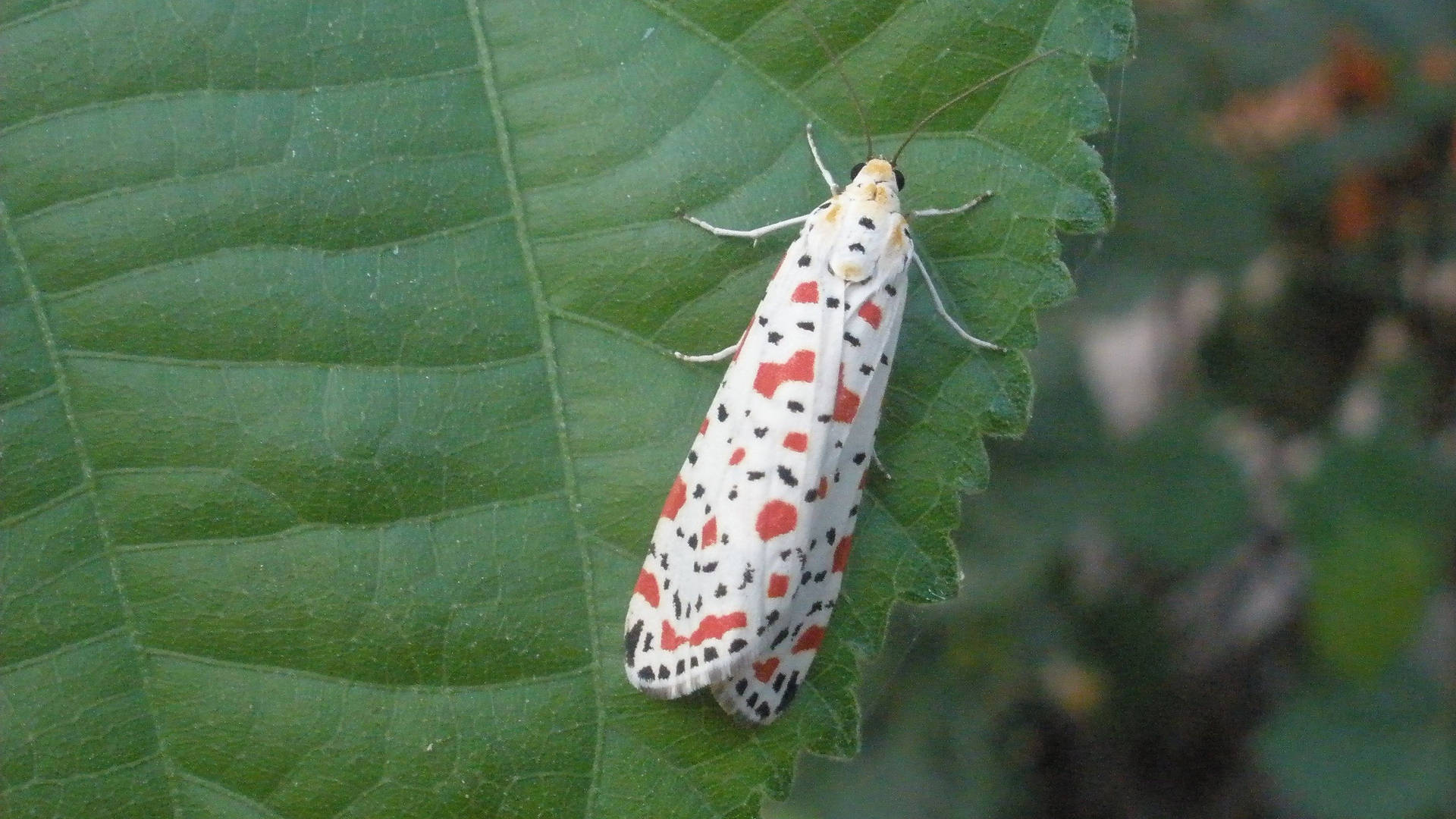 Moth White Aesthetic Folded Wings Background