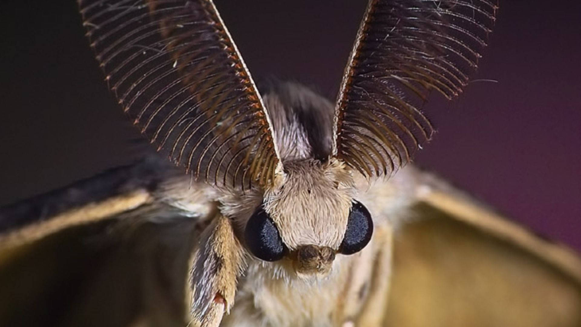 Moth White Close-up Front View Background