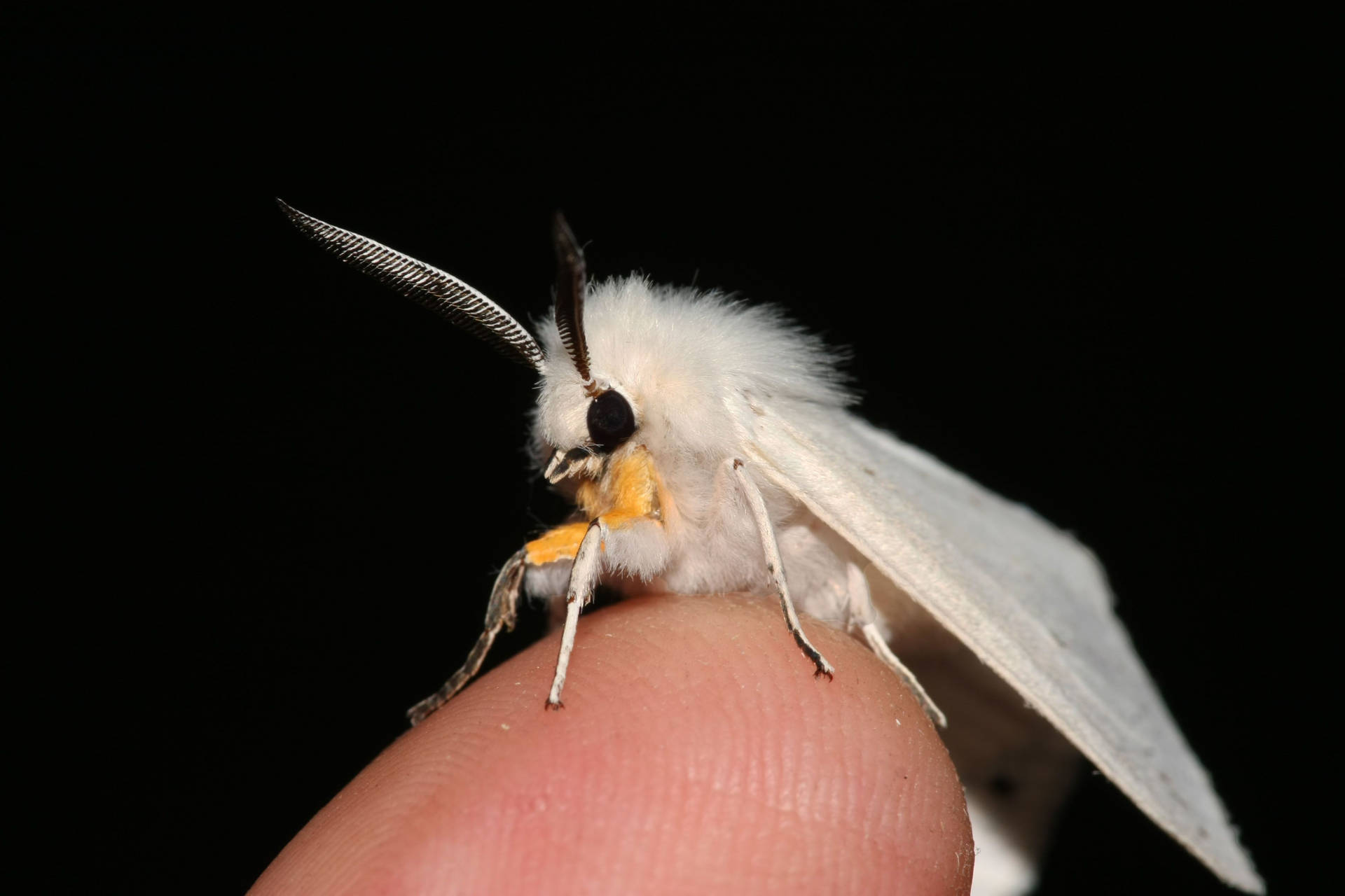 Moth White On Finger Background