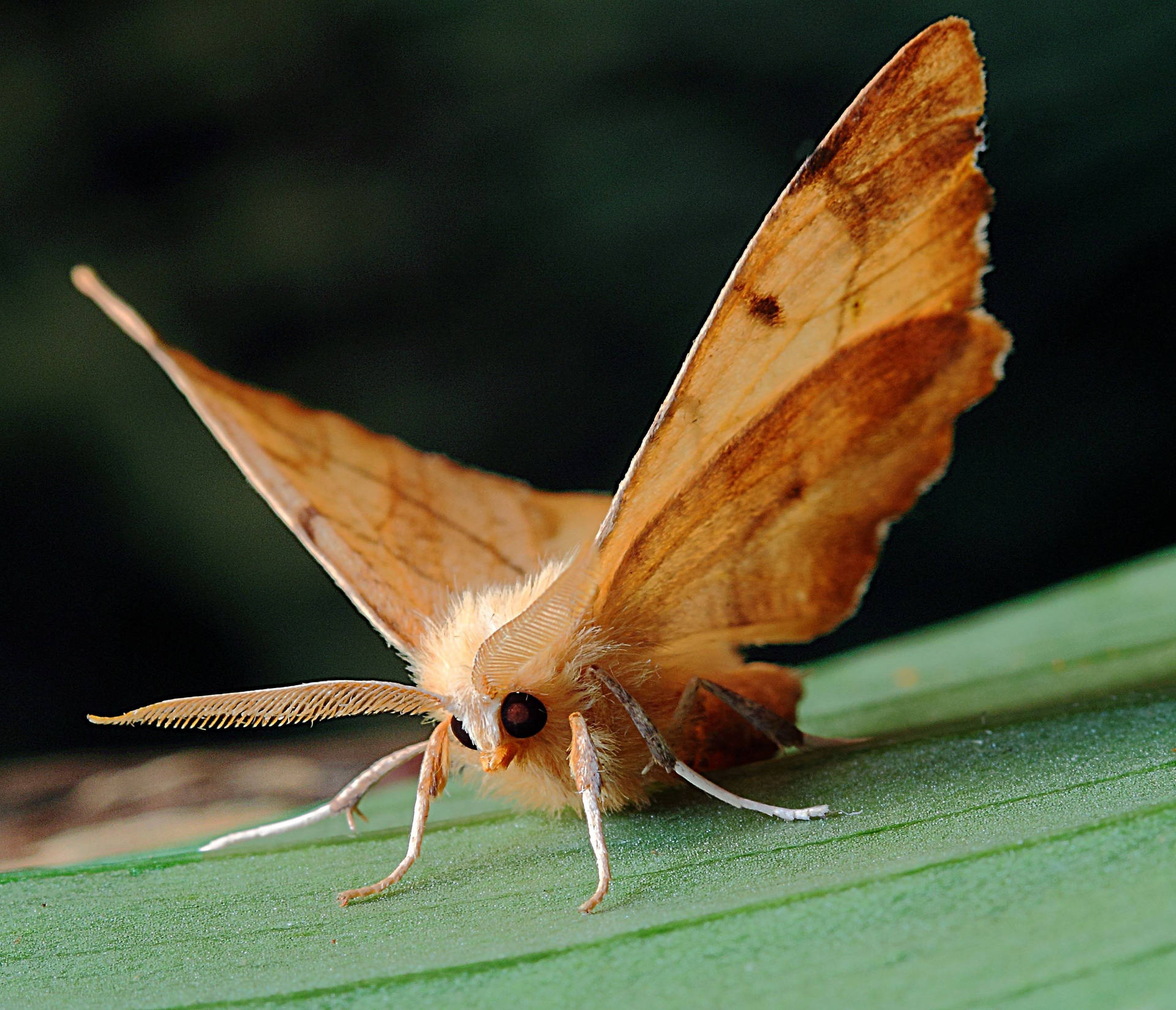 Moth With Spread Wings On Leaf