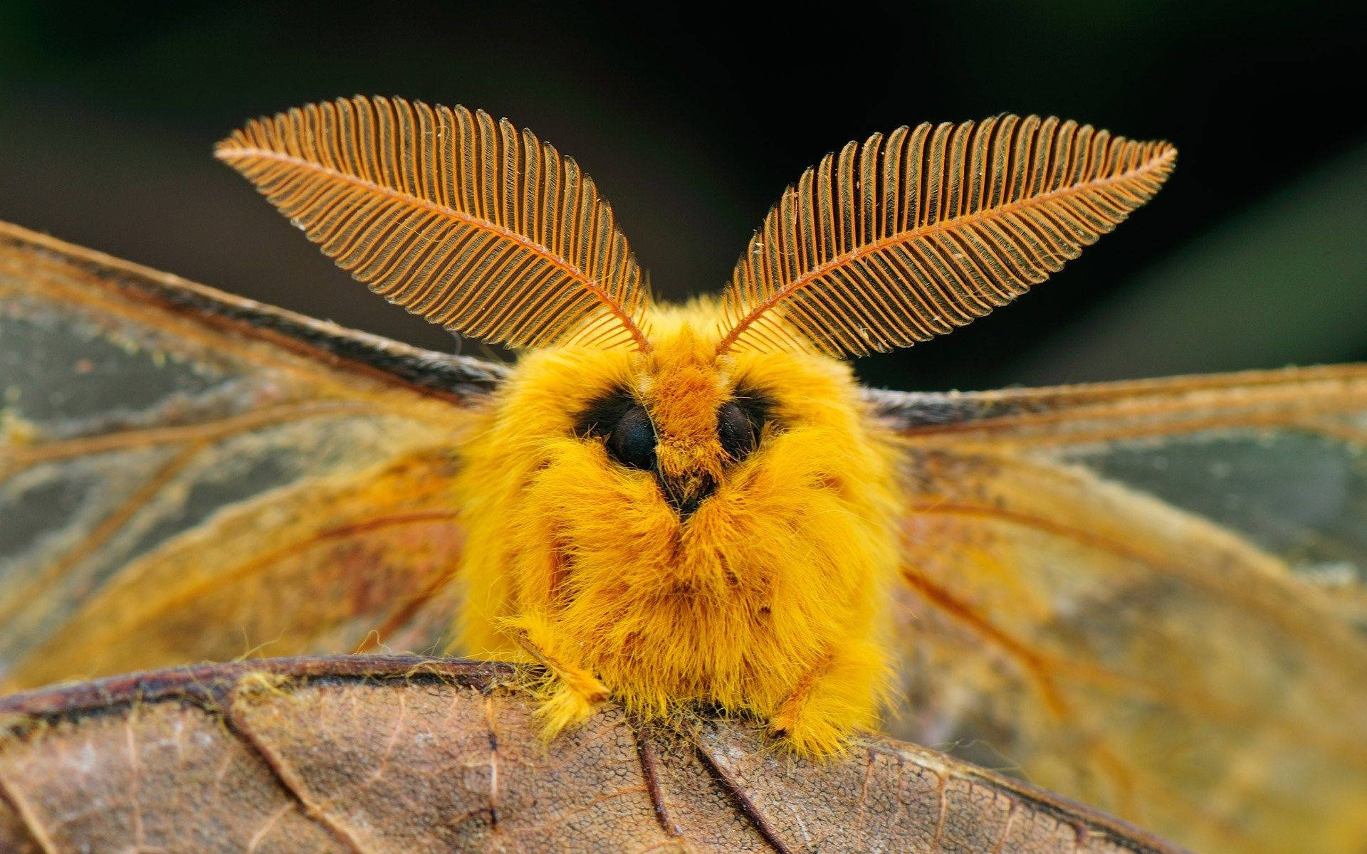 Moth Yellow Aesthetic On Lead Background