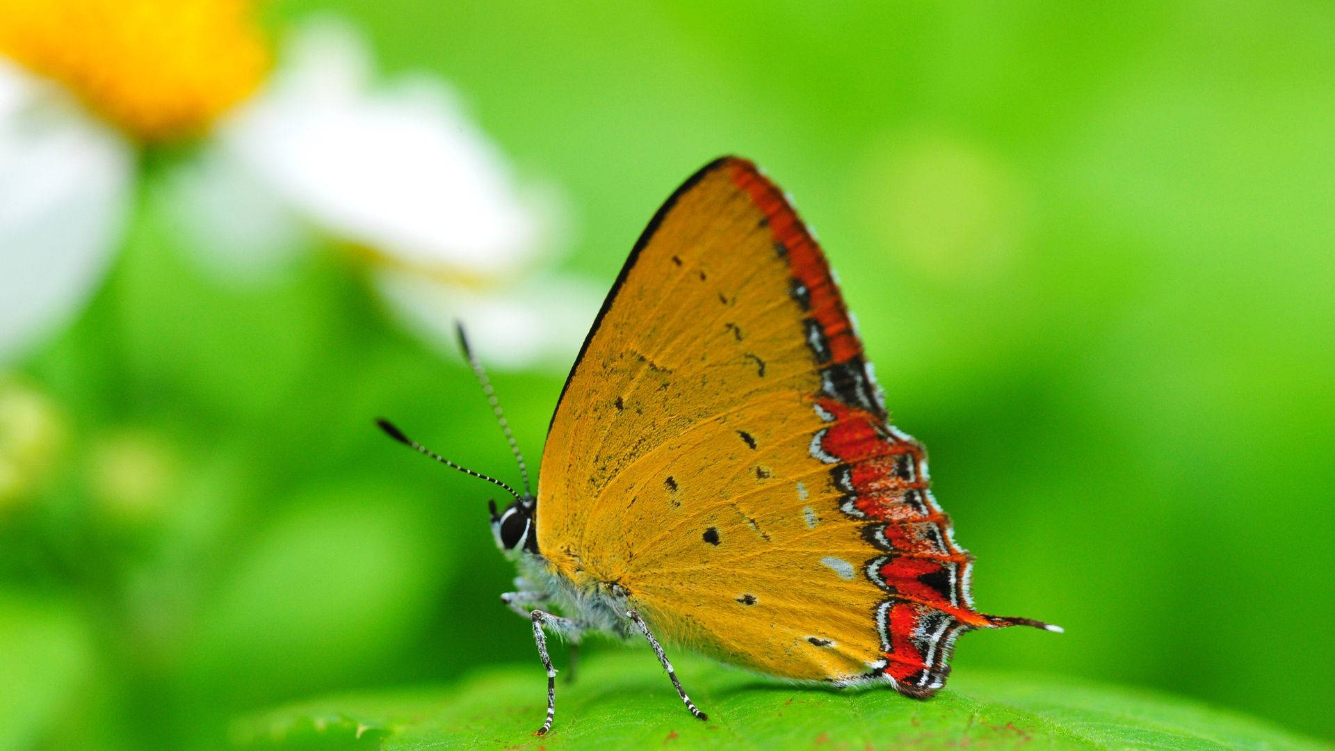 Moth Yellow And Red With Leaf And Flower Background