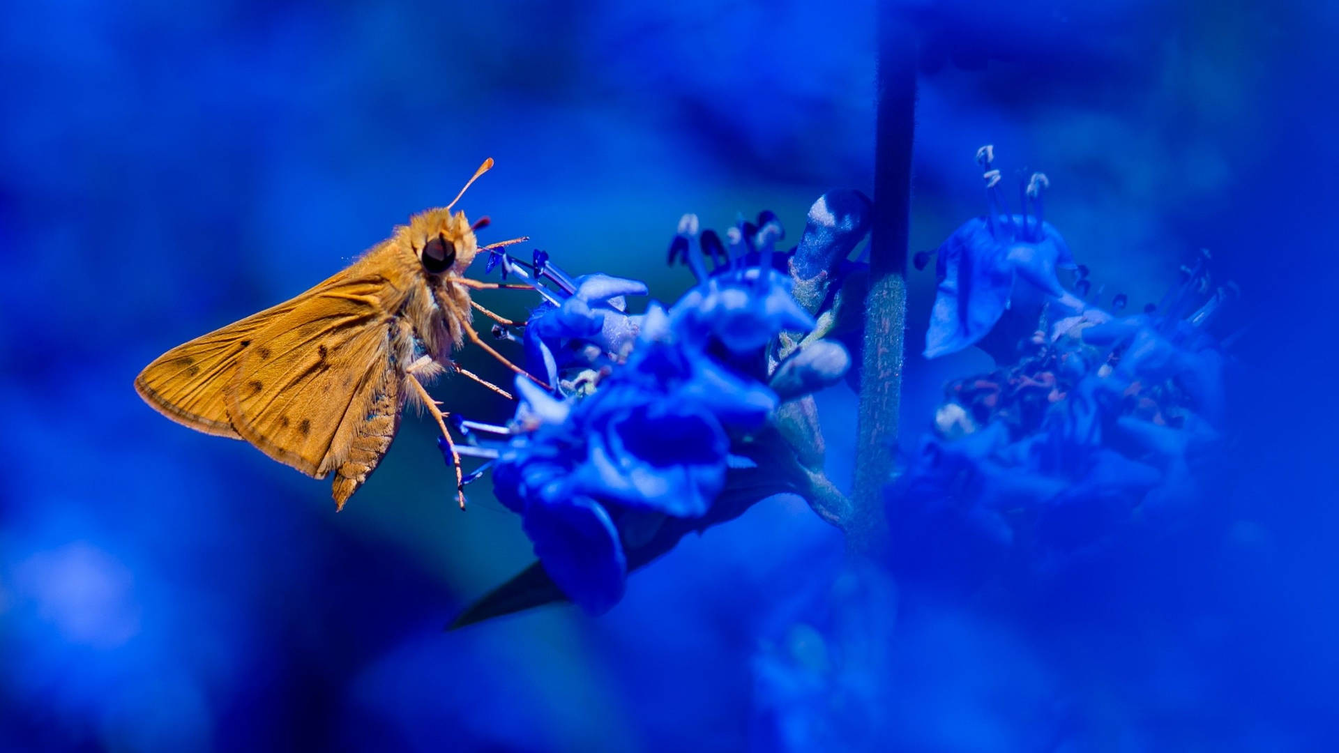 Moth Yellow Blue Aesthetic Flowers Background