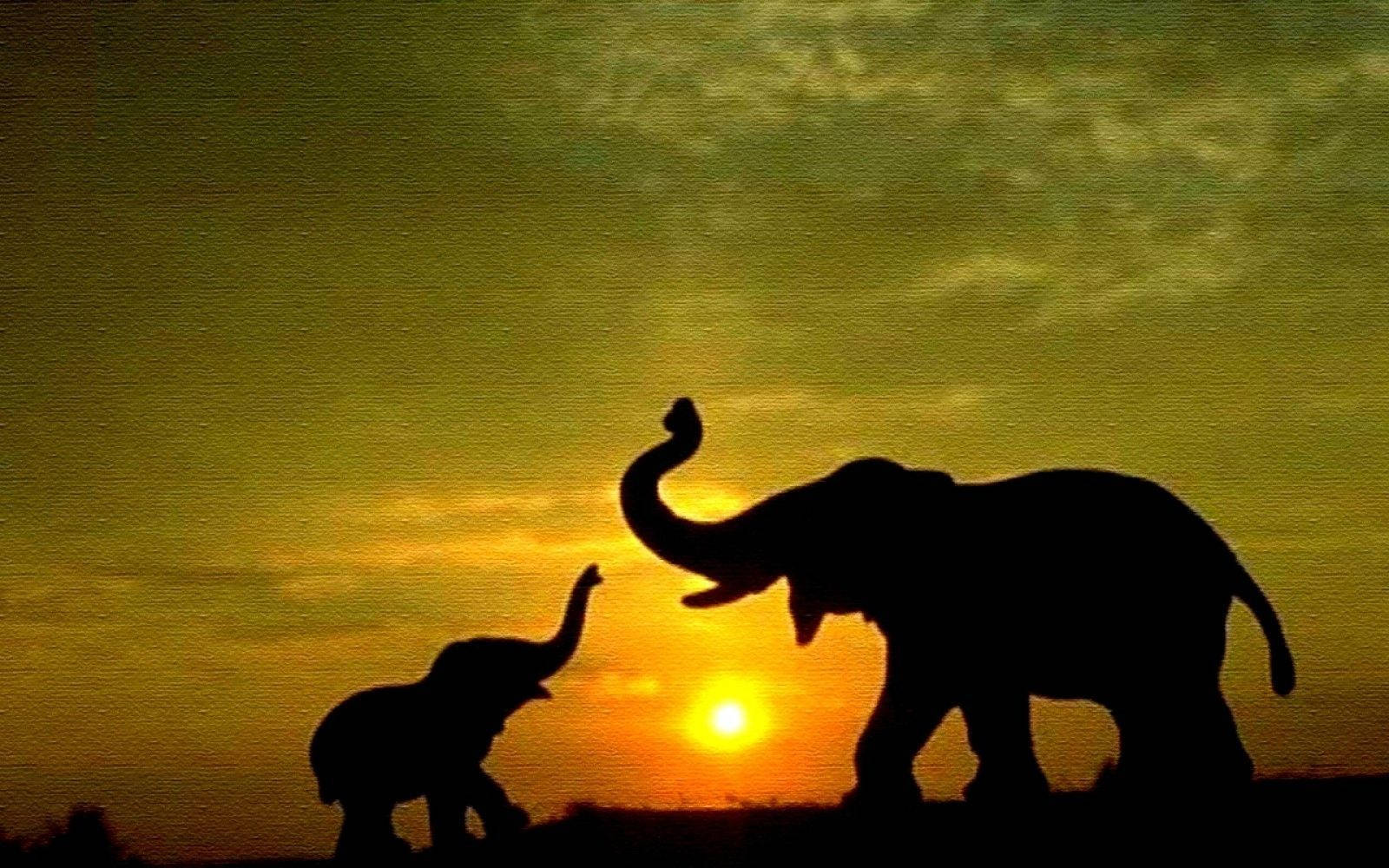 Mother And Baby Elephant Silhouette Background