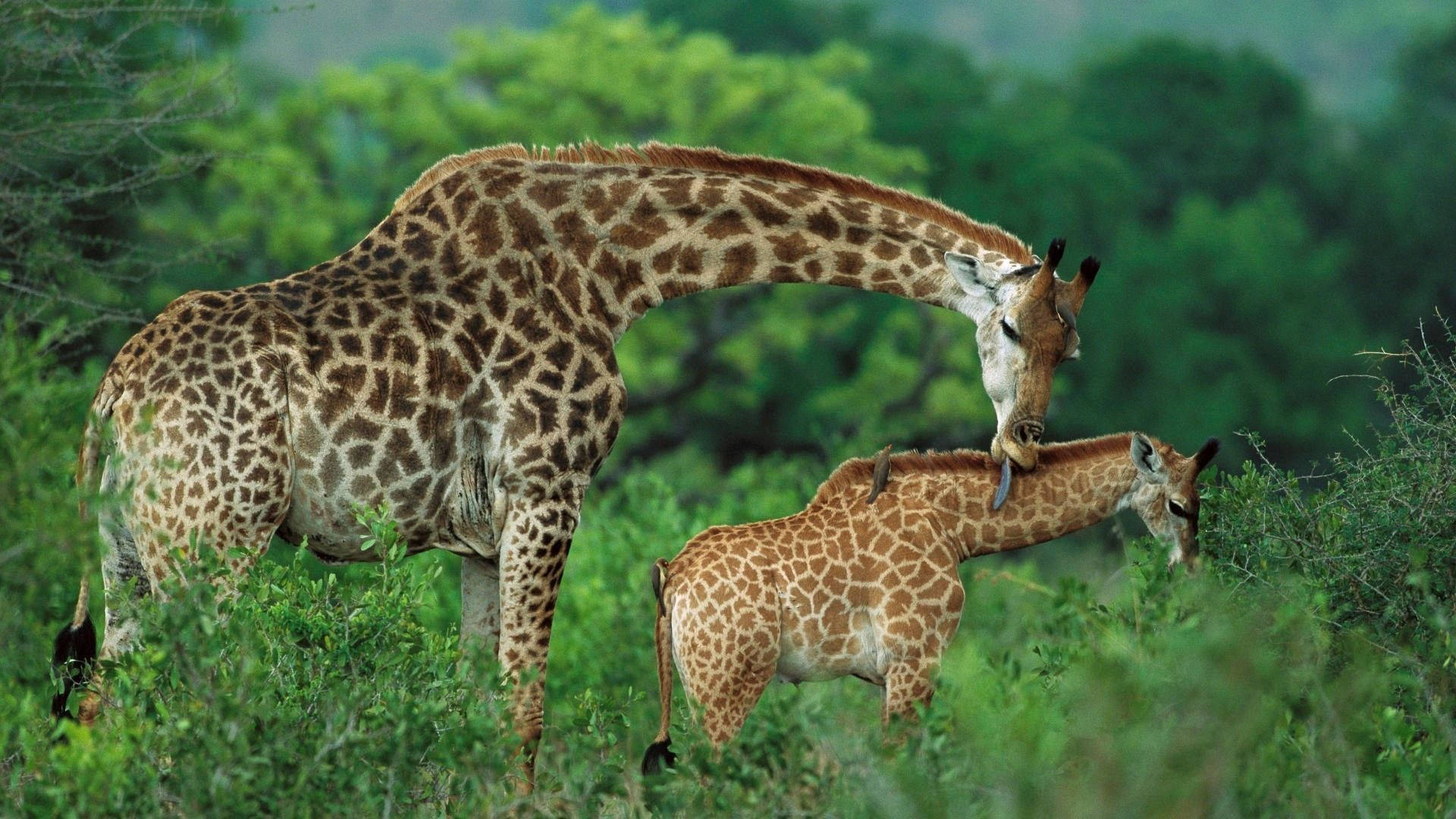 Mother And Baby Giraffe In Jungle Background