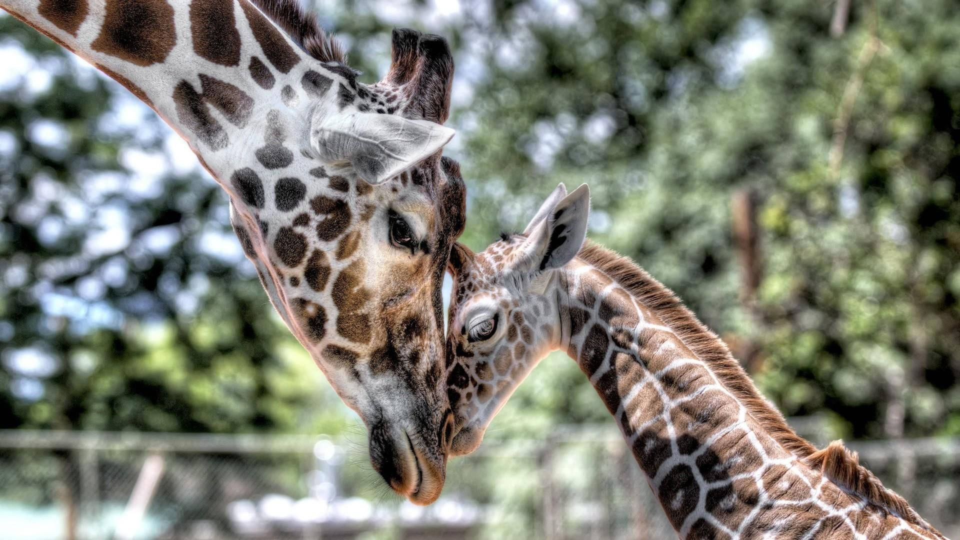 Mother And Baby Giraffe Background