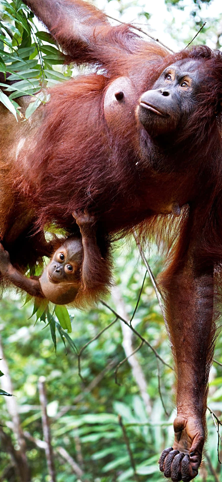 Mother And Baby Orangutans Background