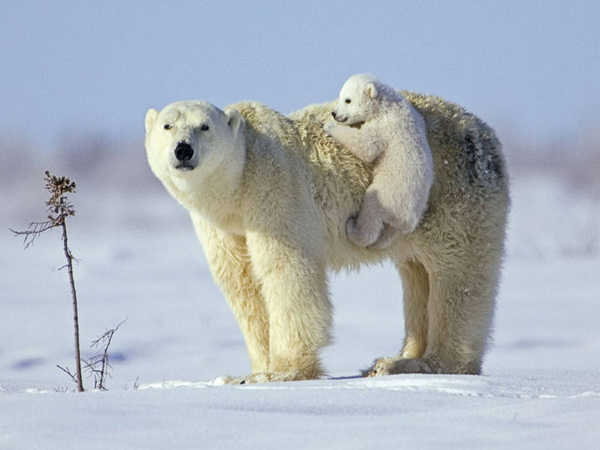 Mother And Baby Polar Bear Background