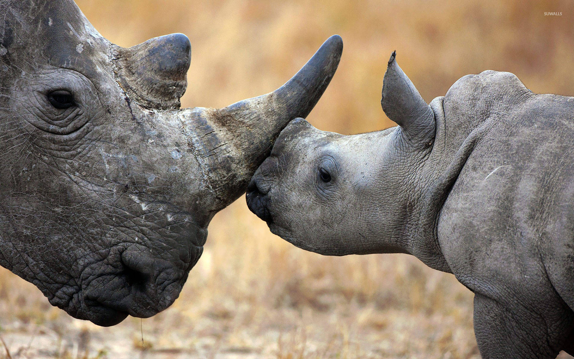 Mother And Baby Rhinoceros Background