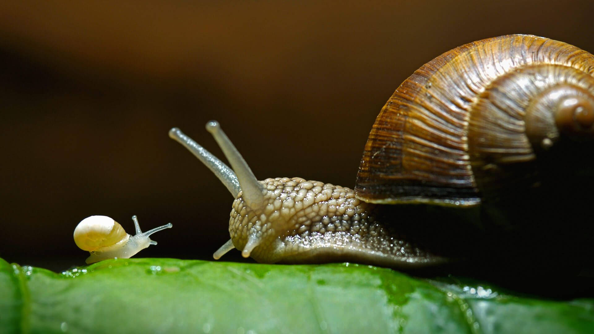 Mother And Baby Snail Background