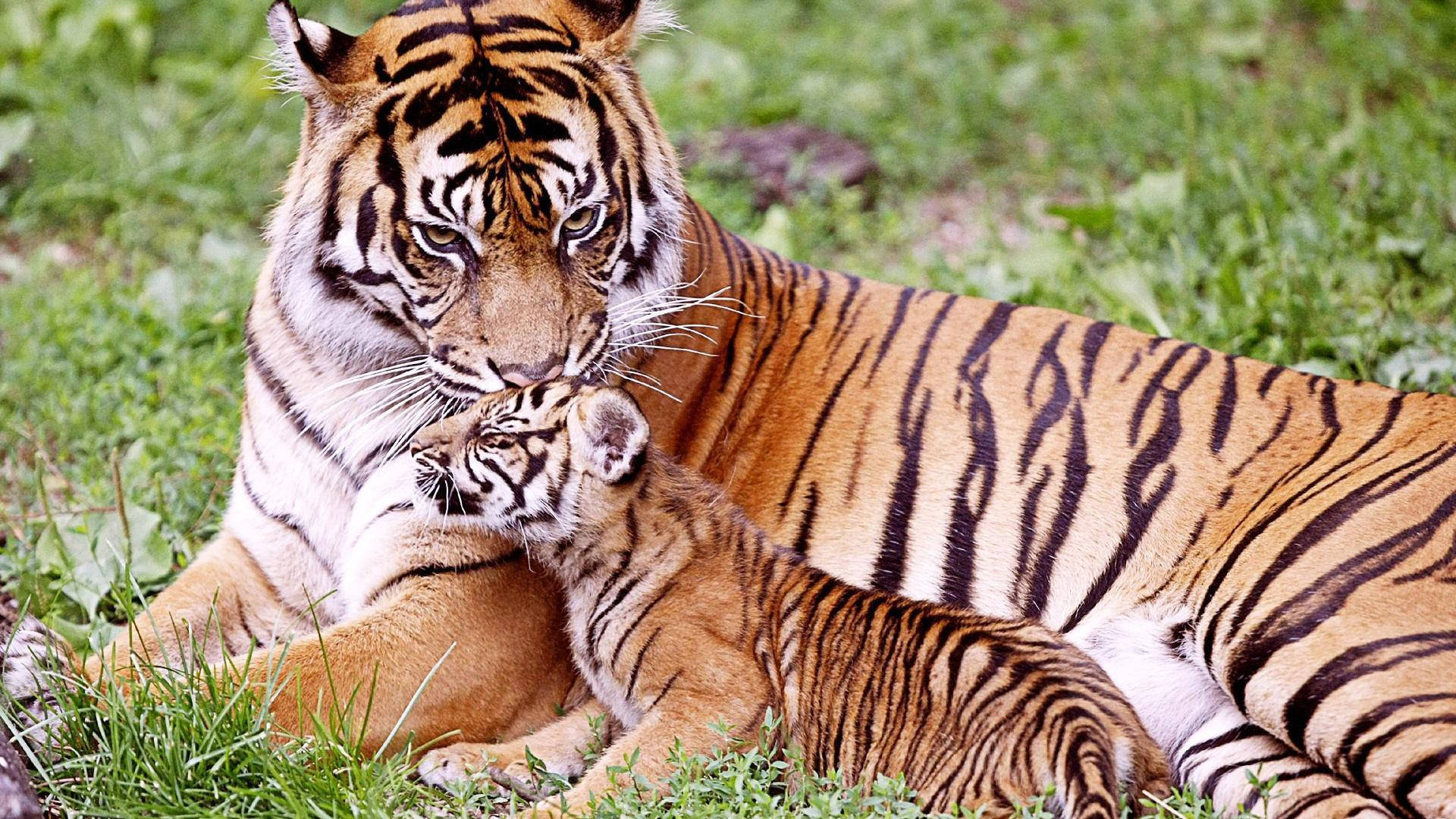 Mother And Baby Tiger
