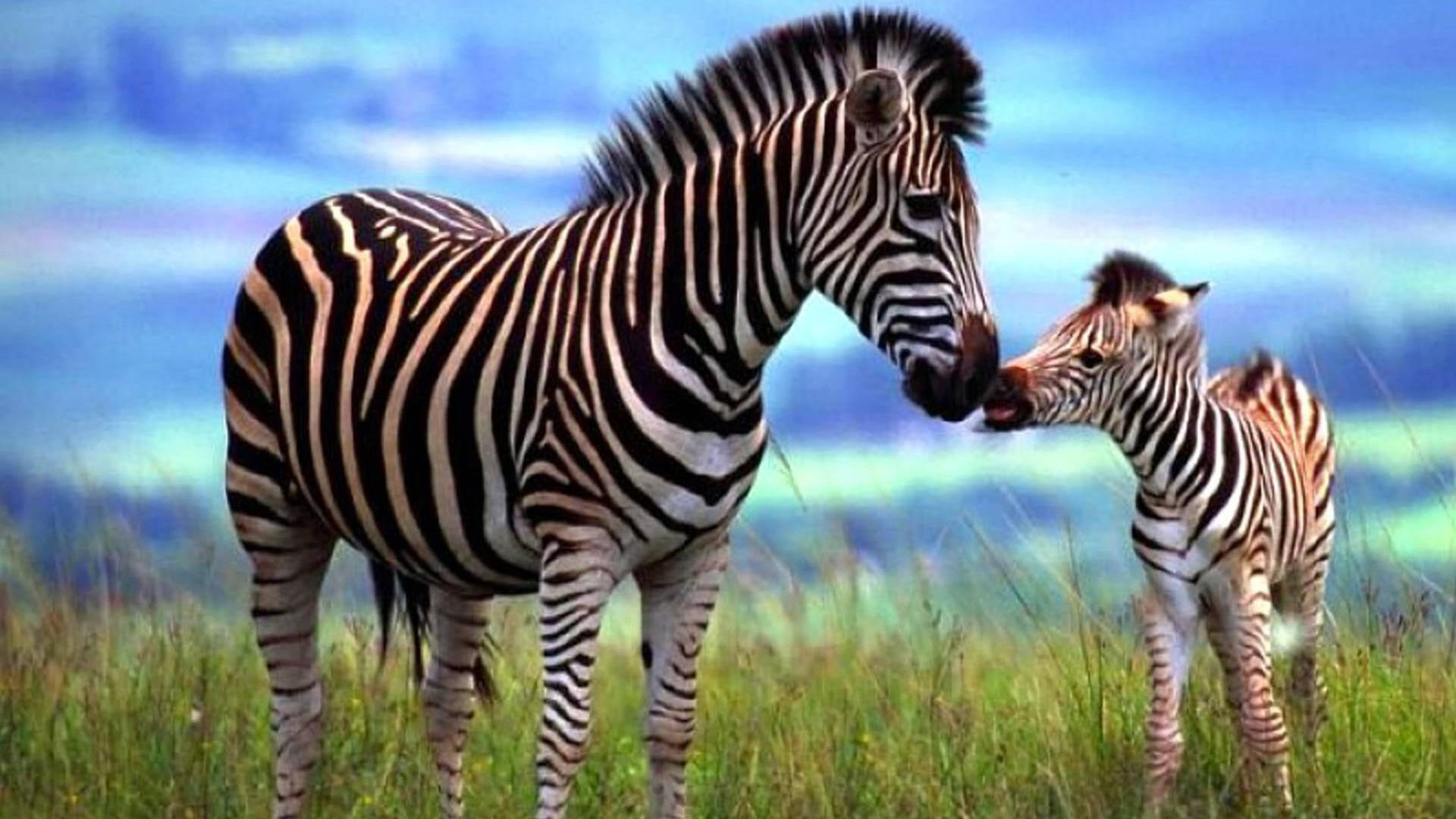 Mother And Baby Zebra Background