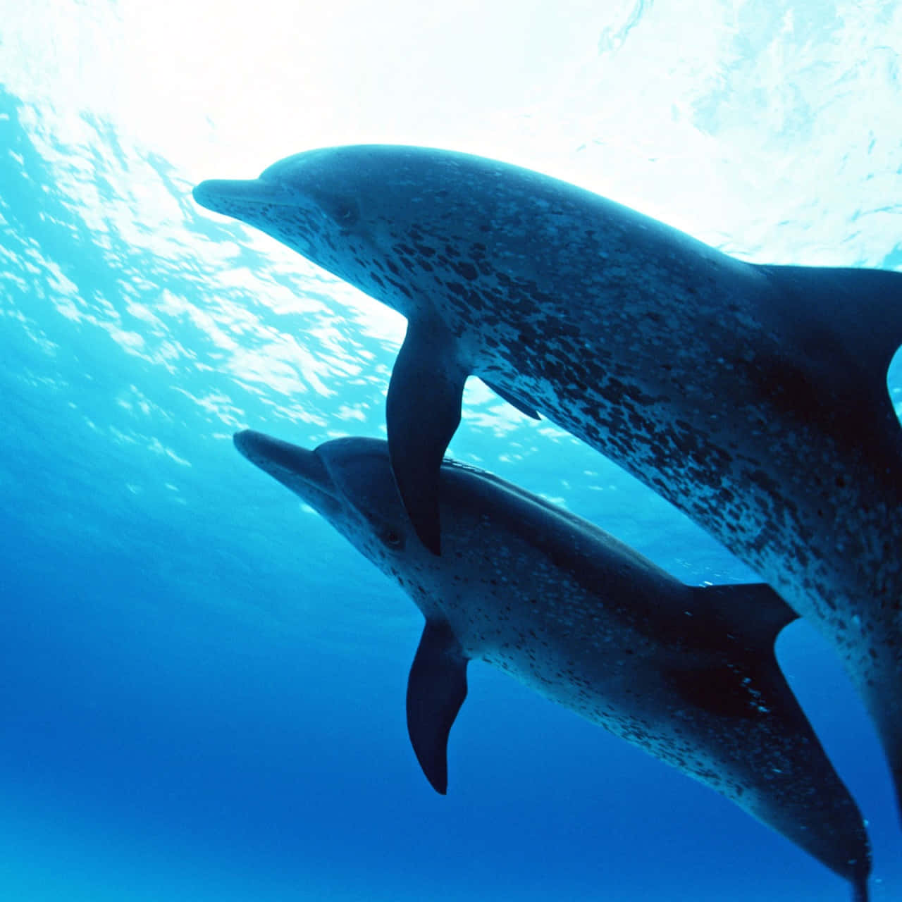 Mother And Calf Cute Dolphins Background