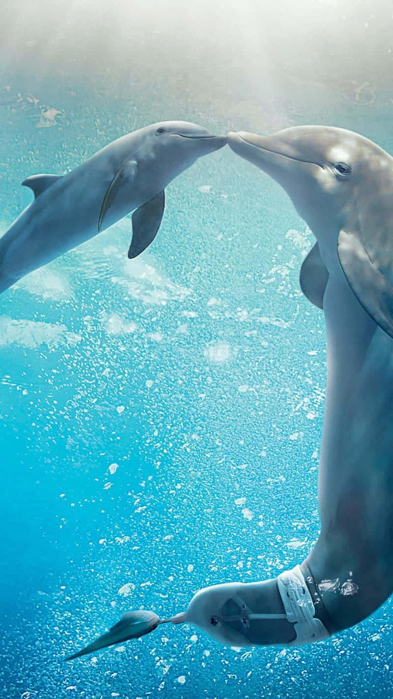 Mother And Calf Kissing Cute Dolphins Background