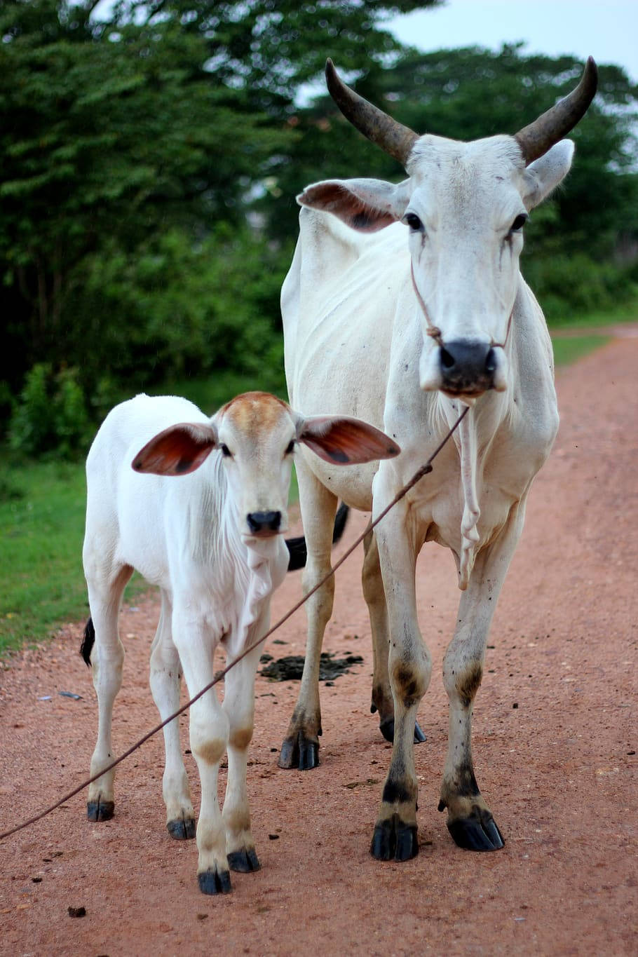 Mother And Calf Nelore Cattle Background