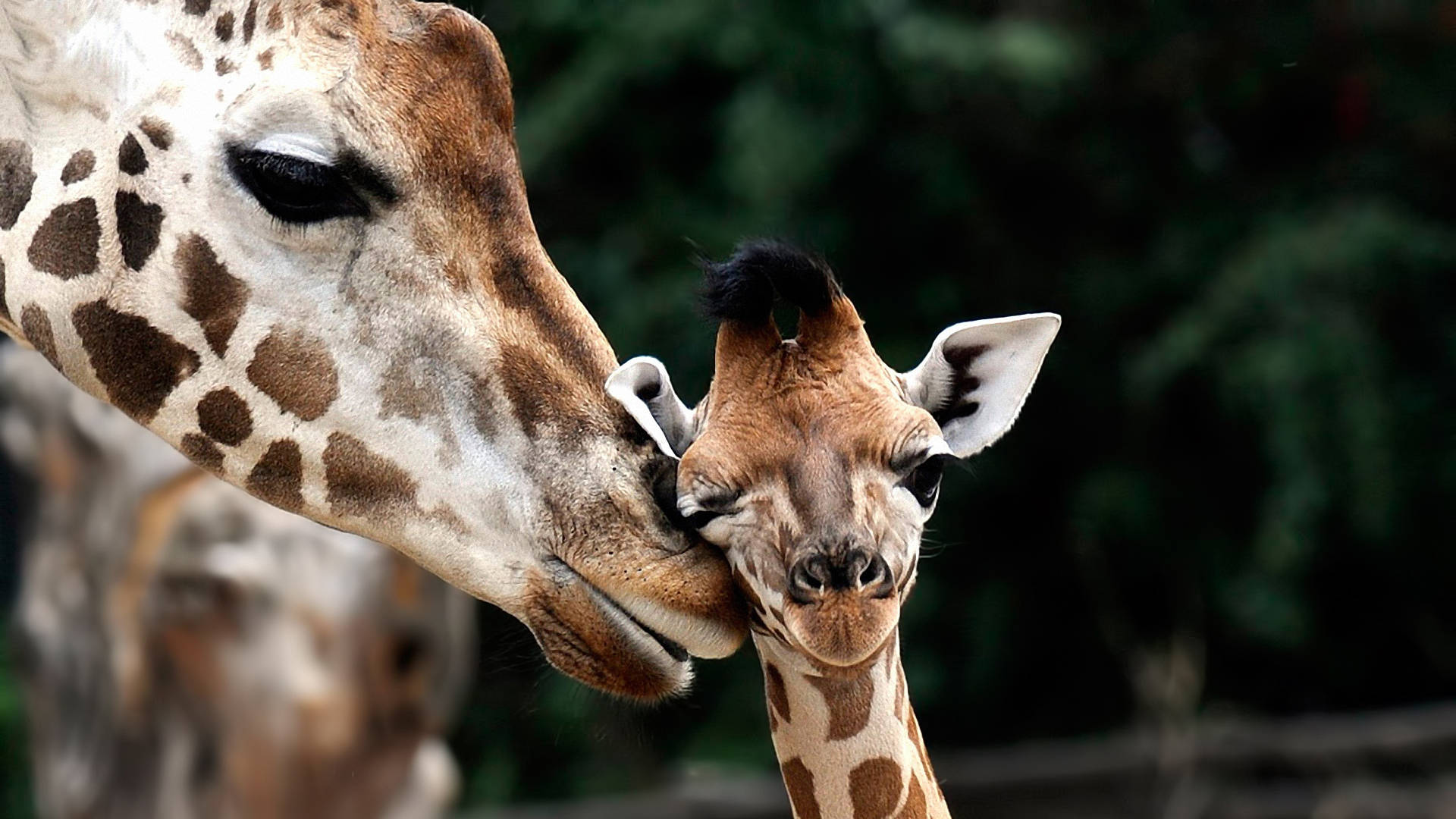 Mother And Child Giraffe Background